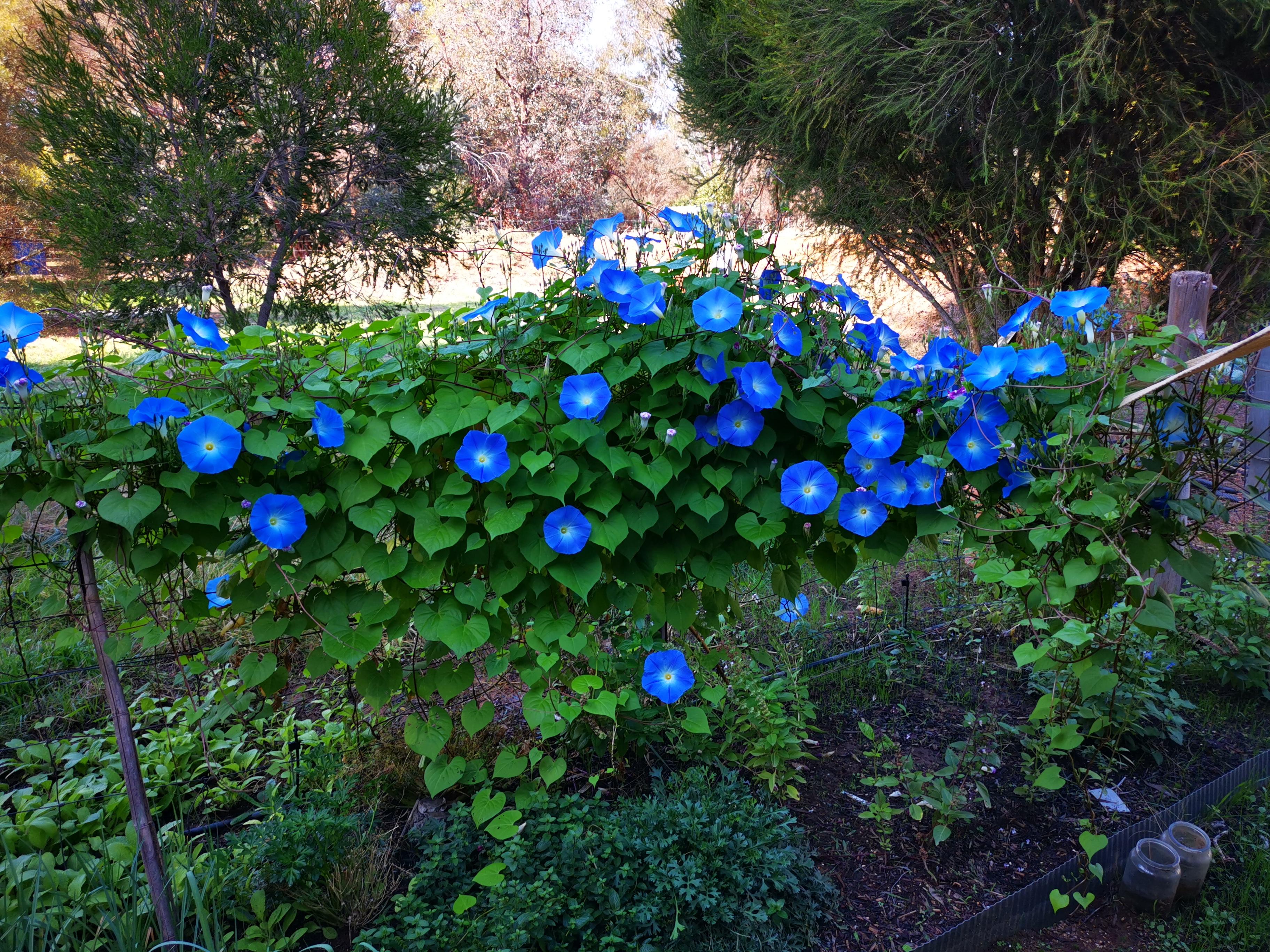 Heavenly Blue Morning Glory r/LSA