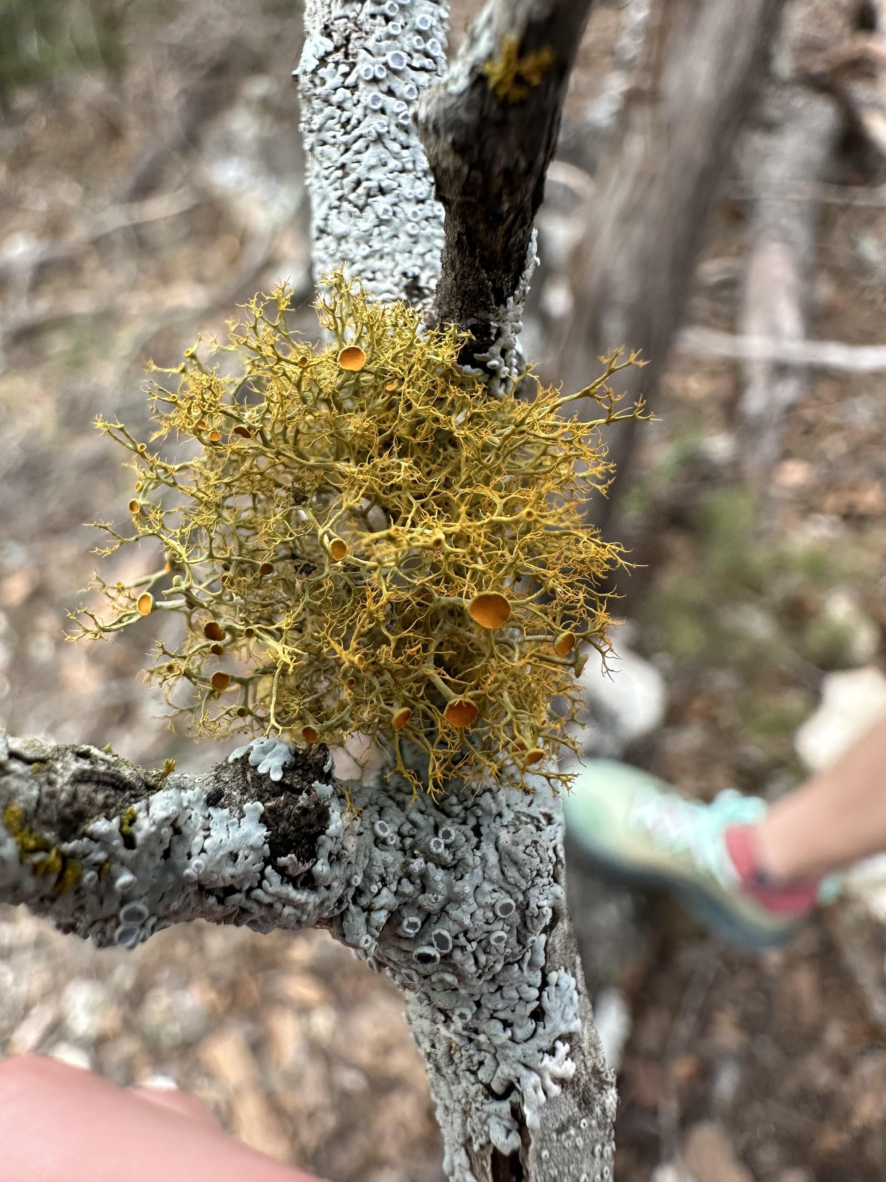ID? San Antonio, TX r/mycology