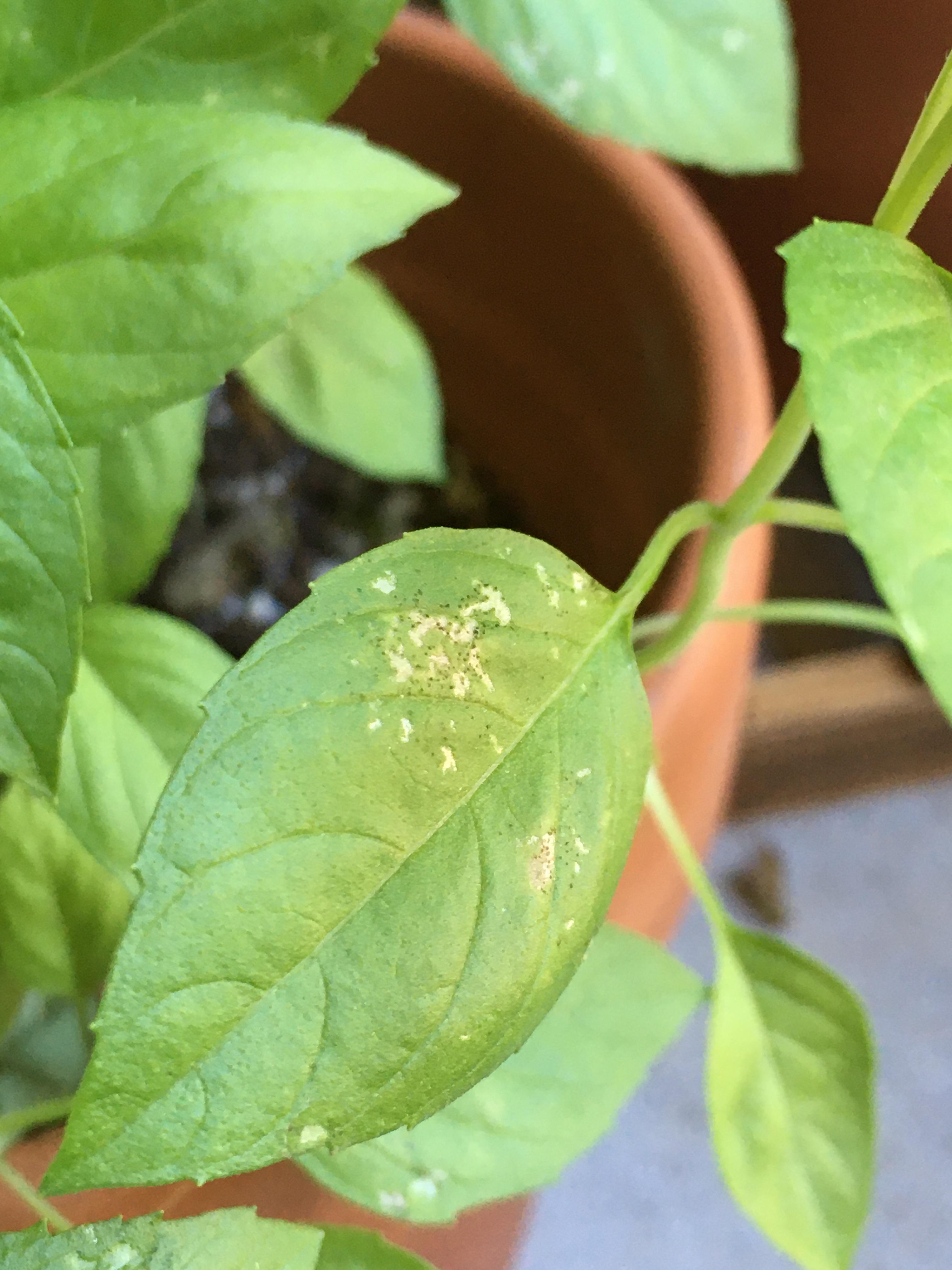 I think I might have sooty mold on my basil and some other herbs
