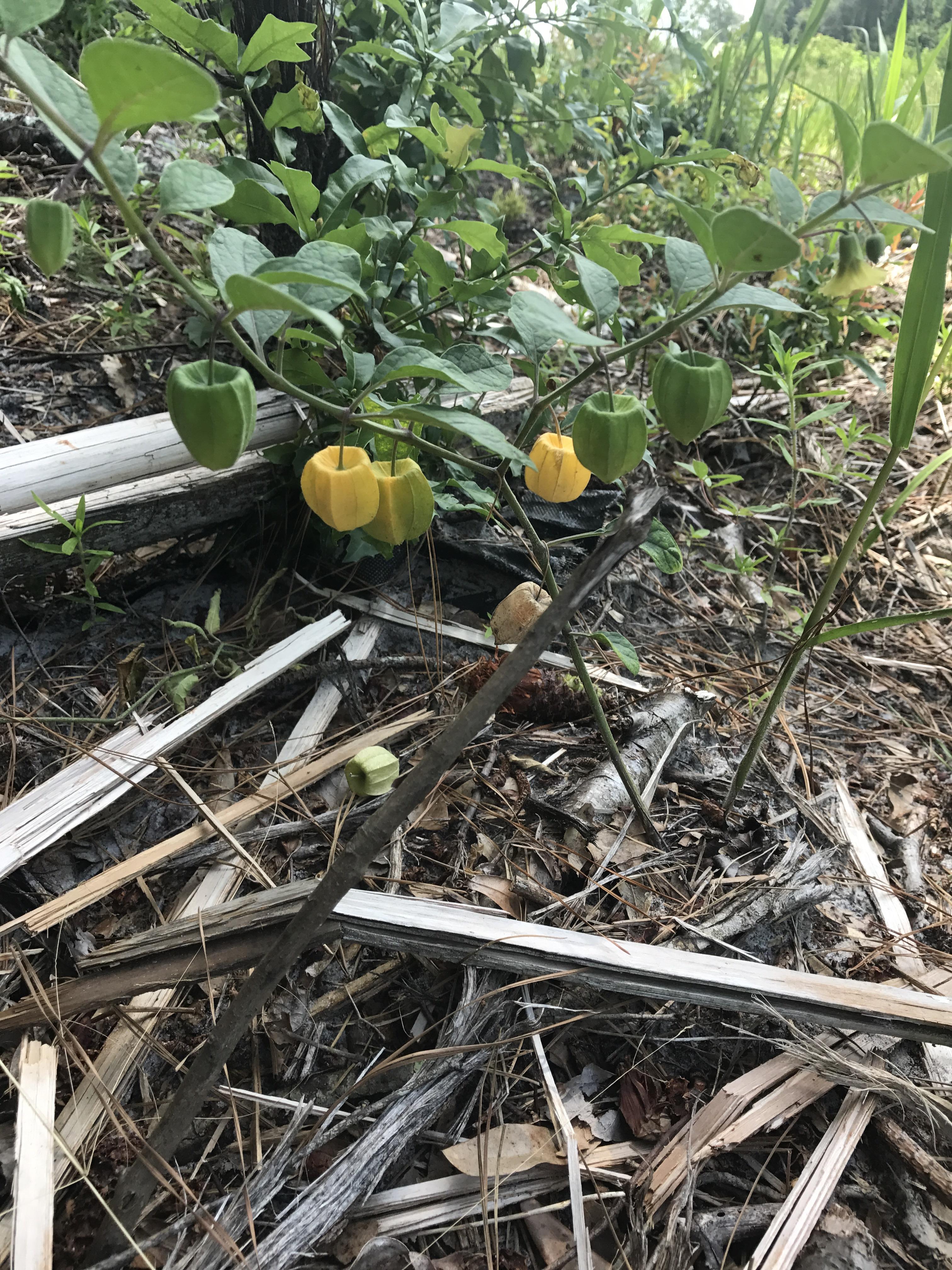 Beautiful ground cherry I found today r/foraging