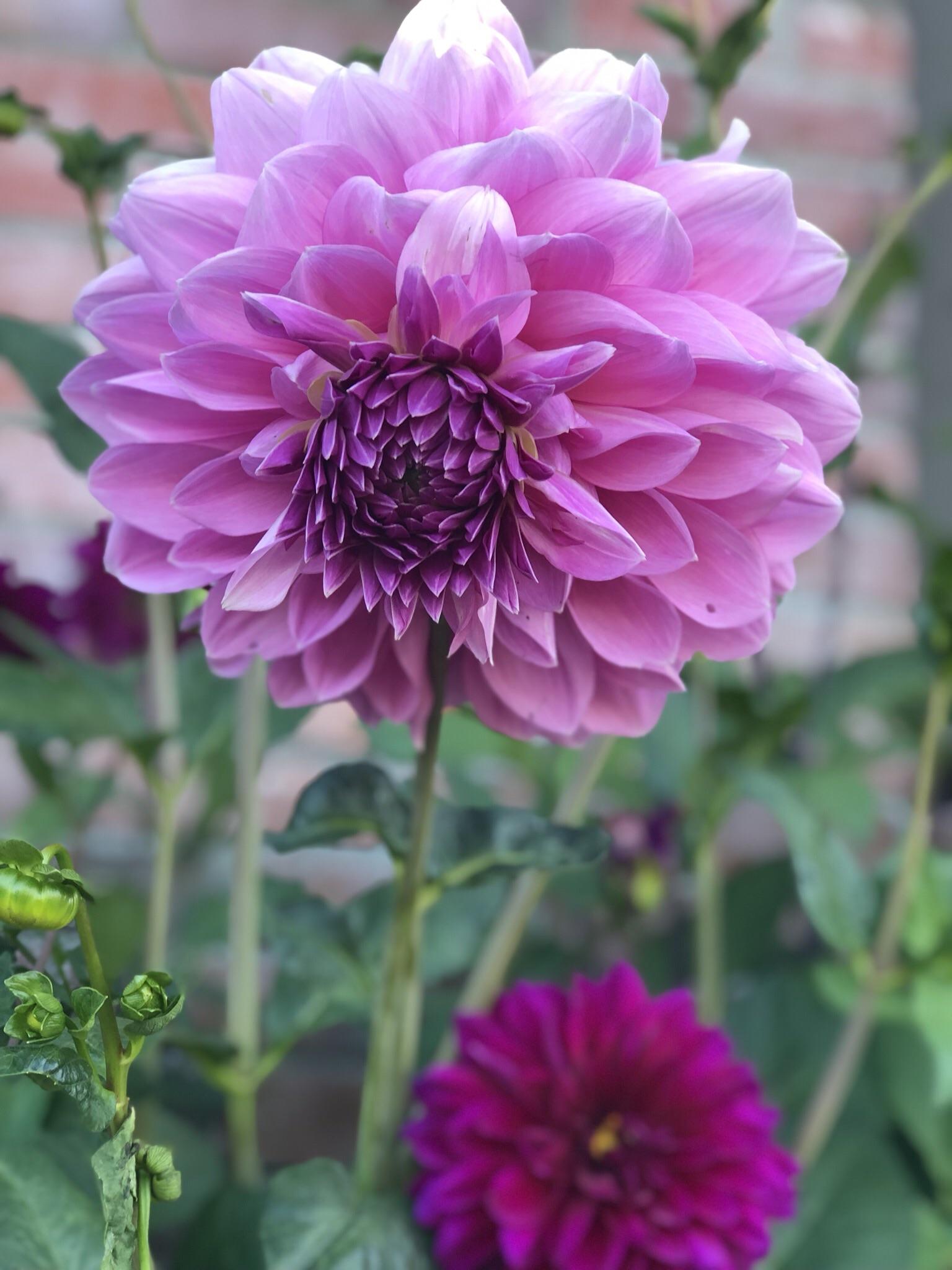 This dahlia is the size of a basketball! Picked up some bulbs from Costco and planted them in my