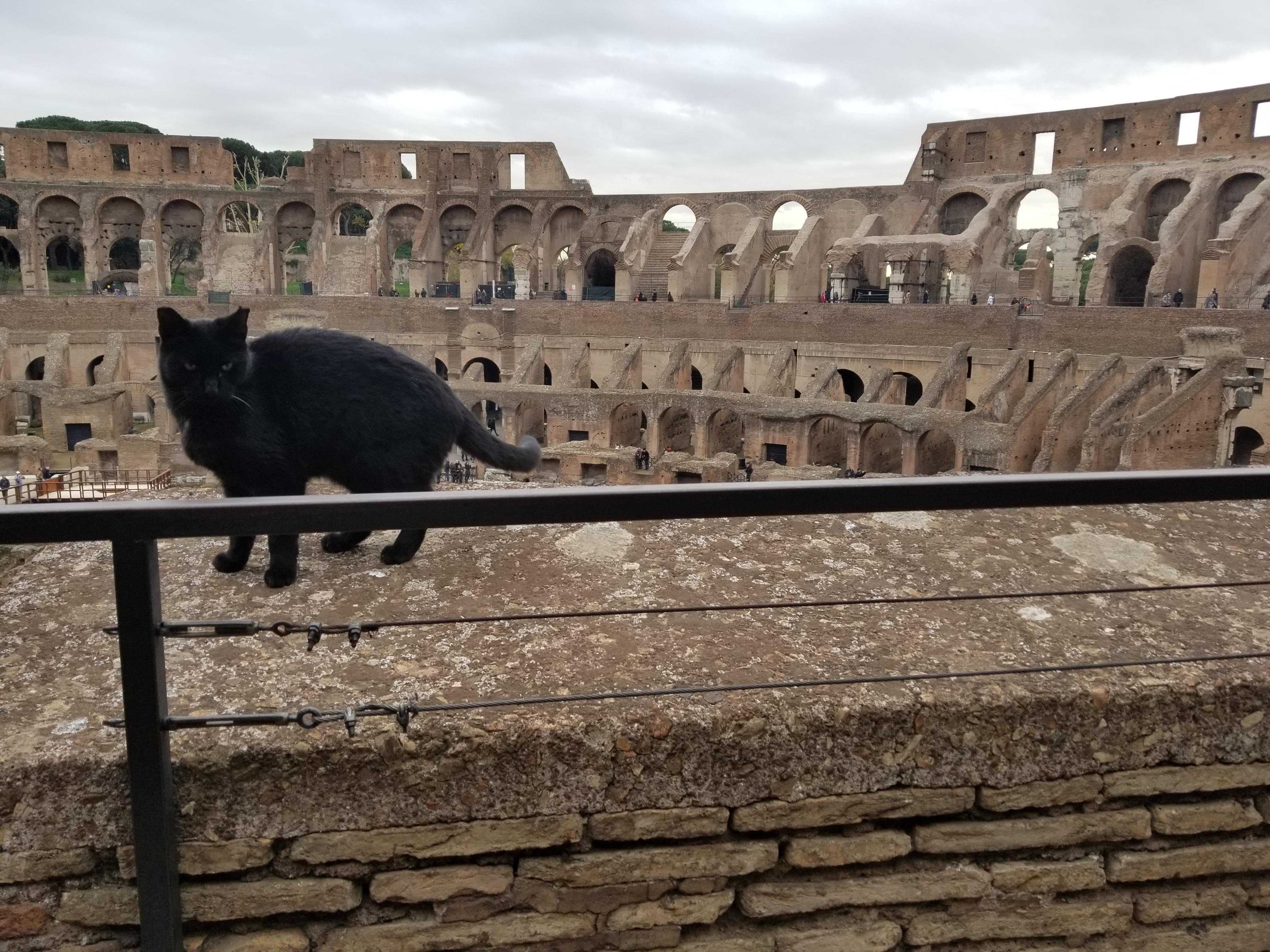Cat at the colosseum! r/rome