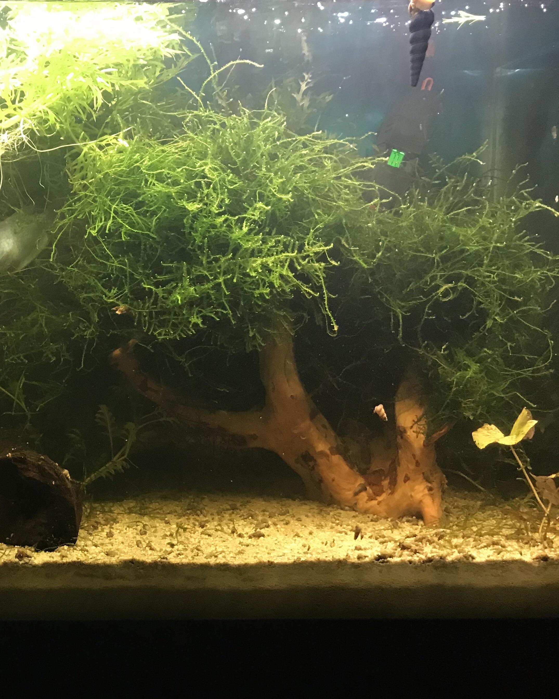 Finally found that perfect piece of driftwood to make a tree out of