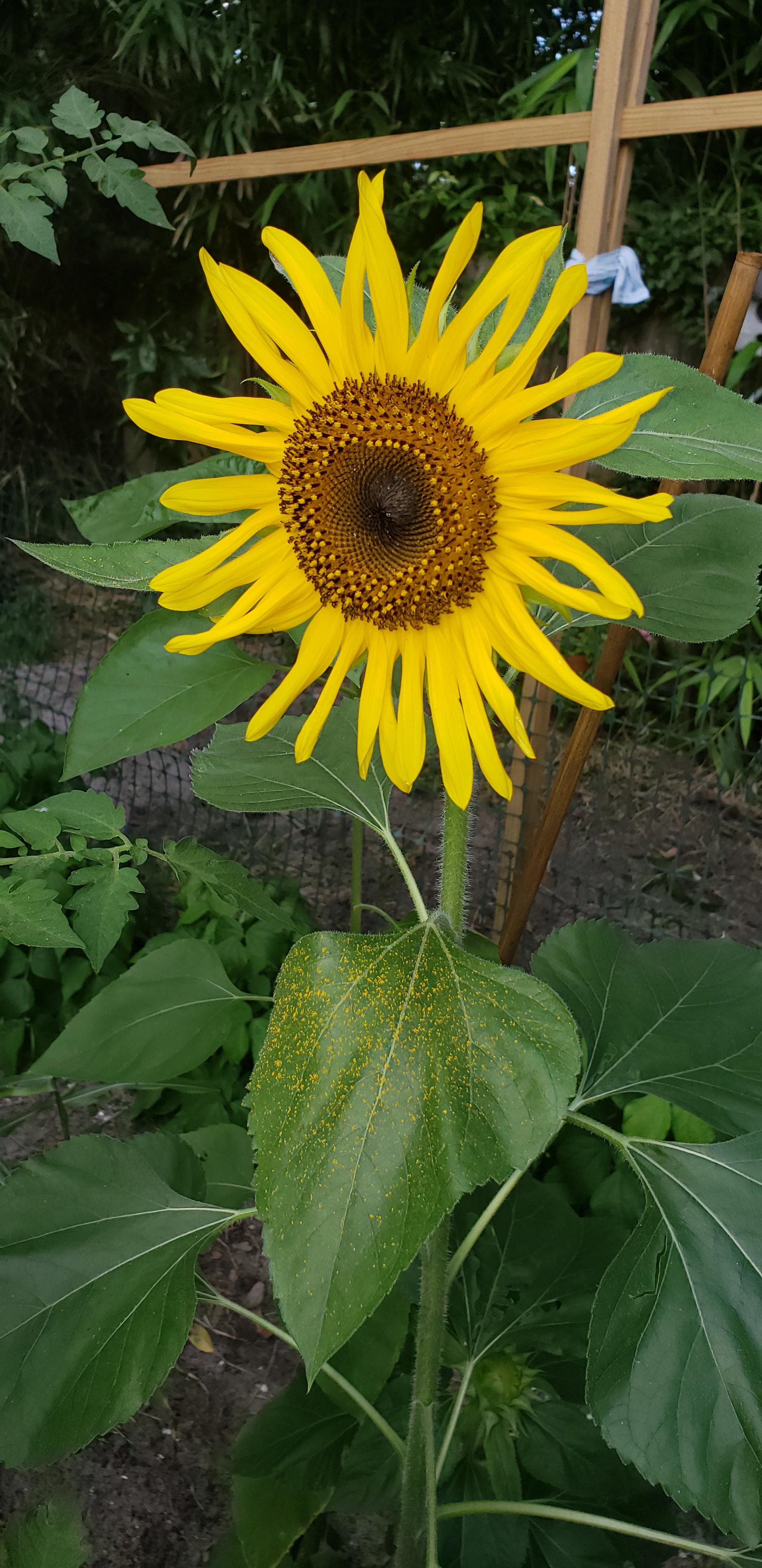 My sunflower is dropping pollen! r/gardening