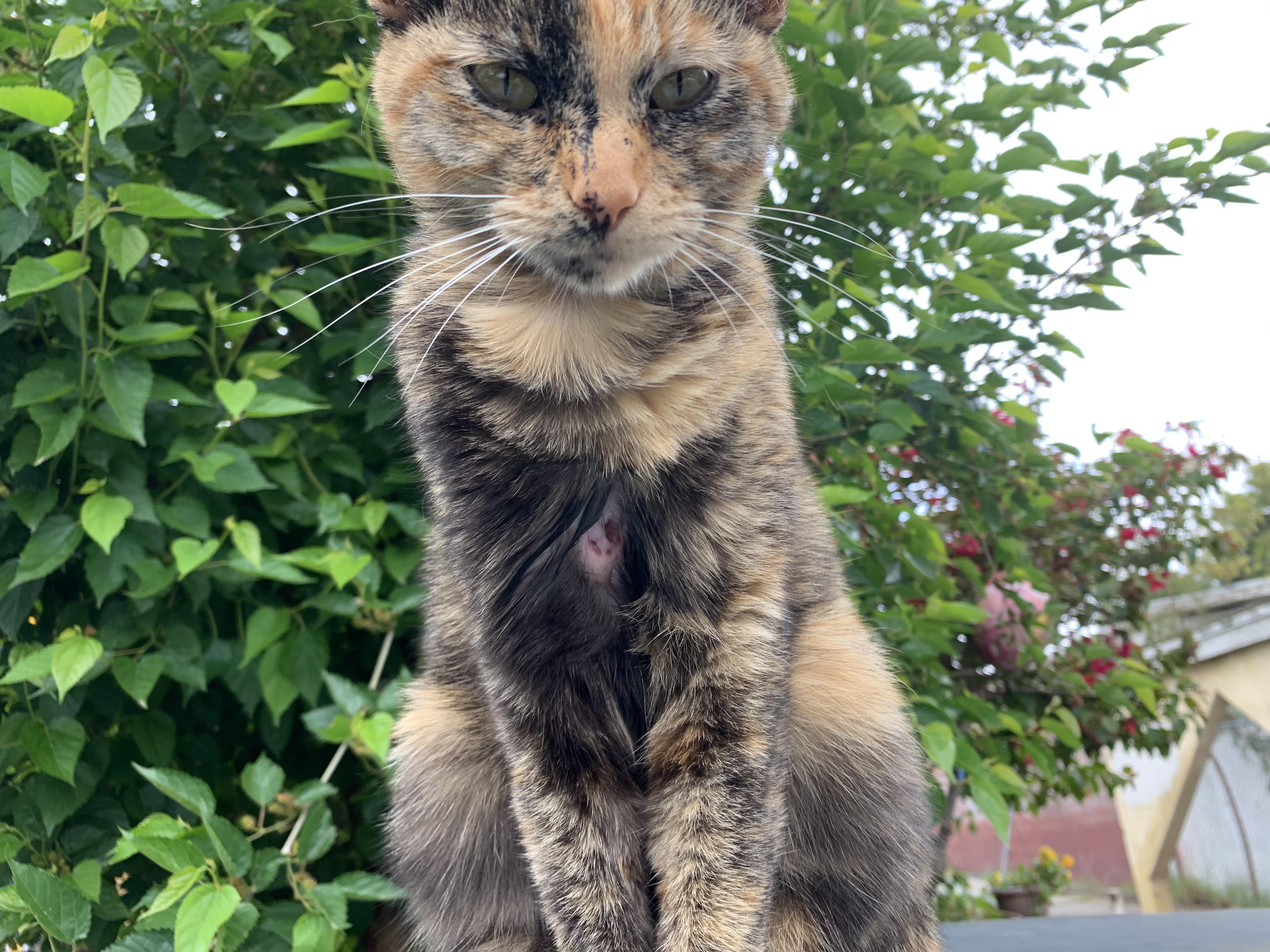 Help! I leave food out for cats and this kitty been coming around for a while and I noticed she