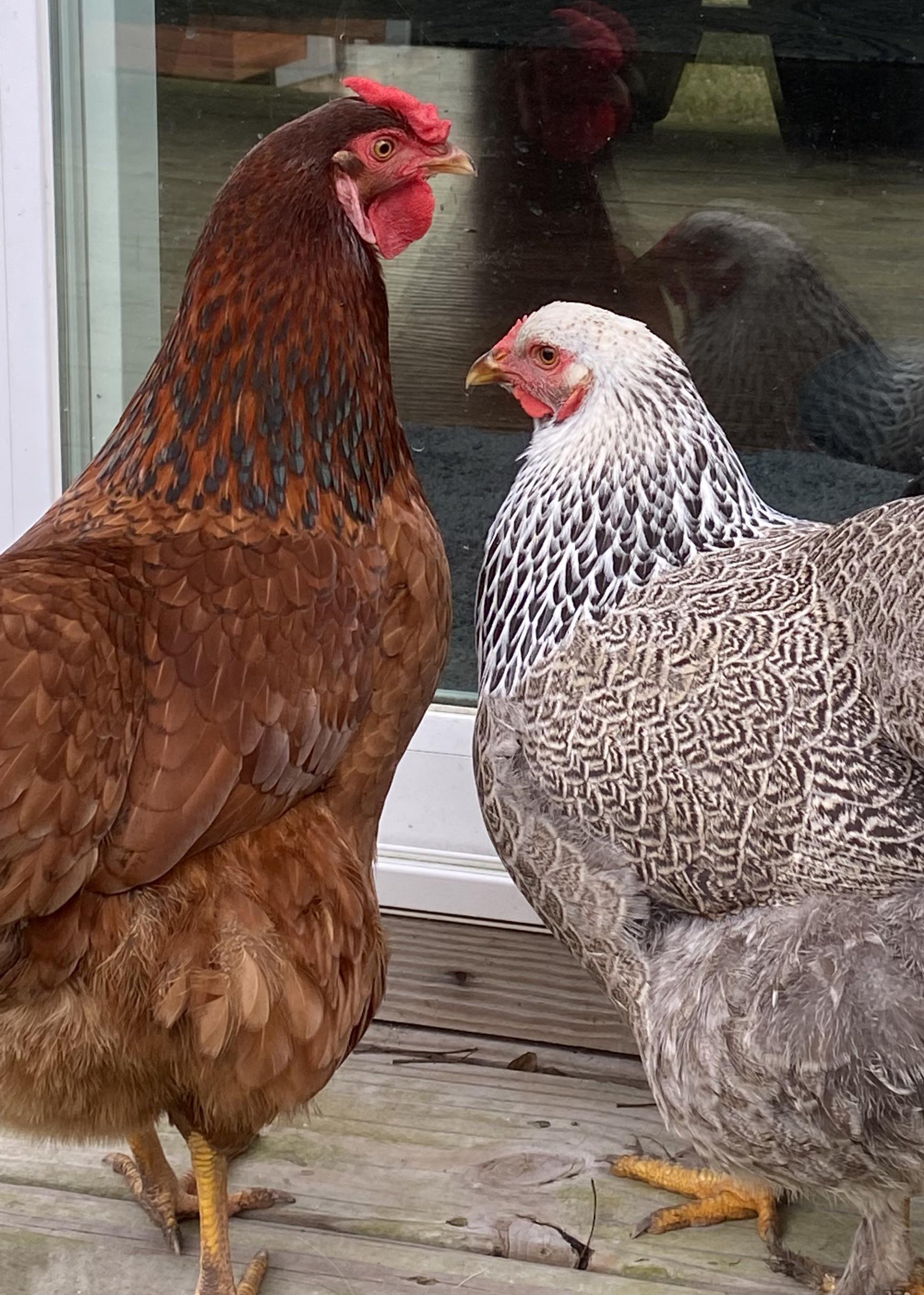 Missing chicken! Our coop was attacked earlier and eggs eaten, chickens