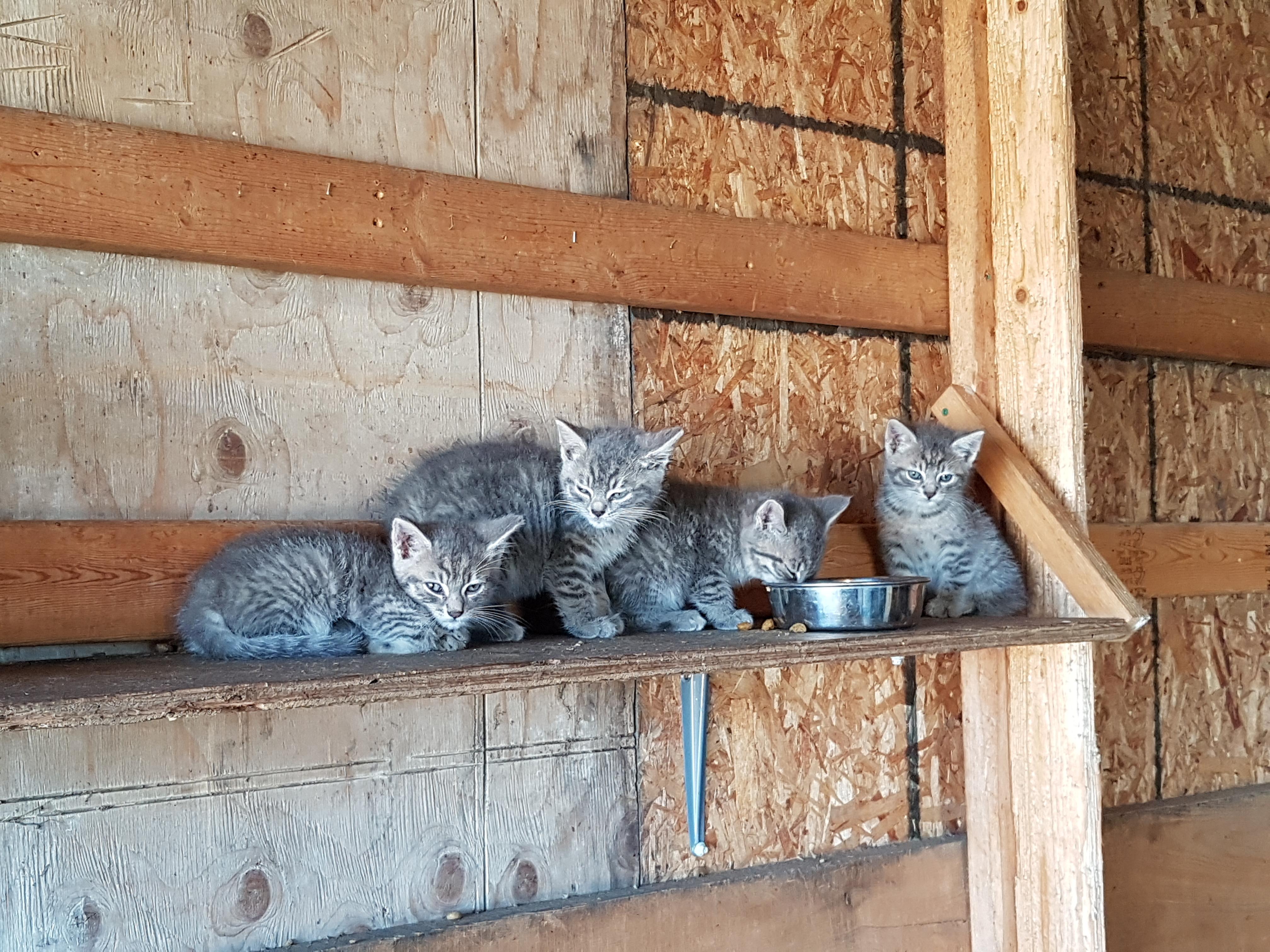 Barn kittens=cuteness overload r/aww