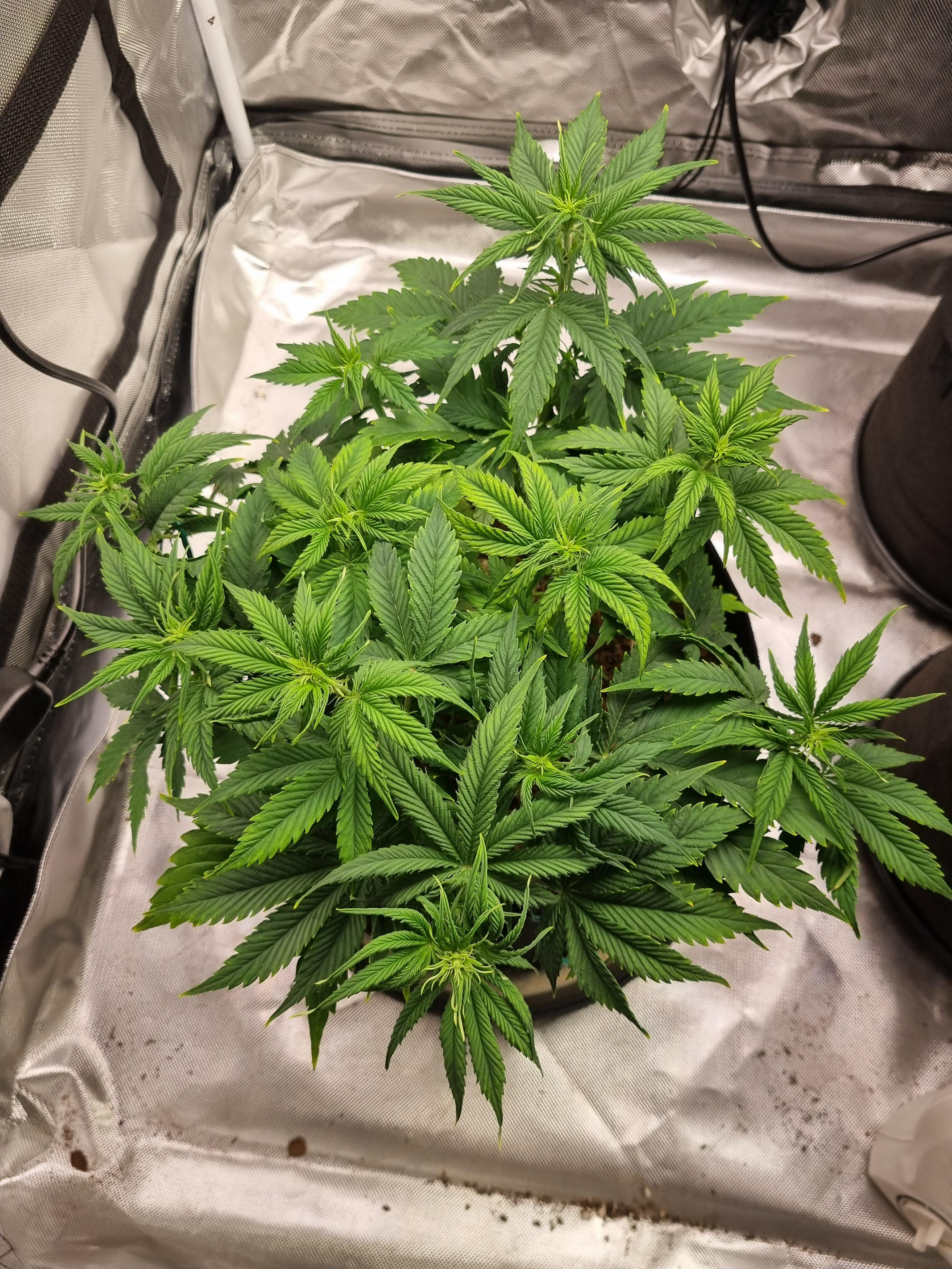deficiency help, not sure if it's a manganese deficiency. r/Autoflowers