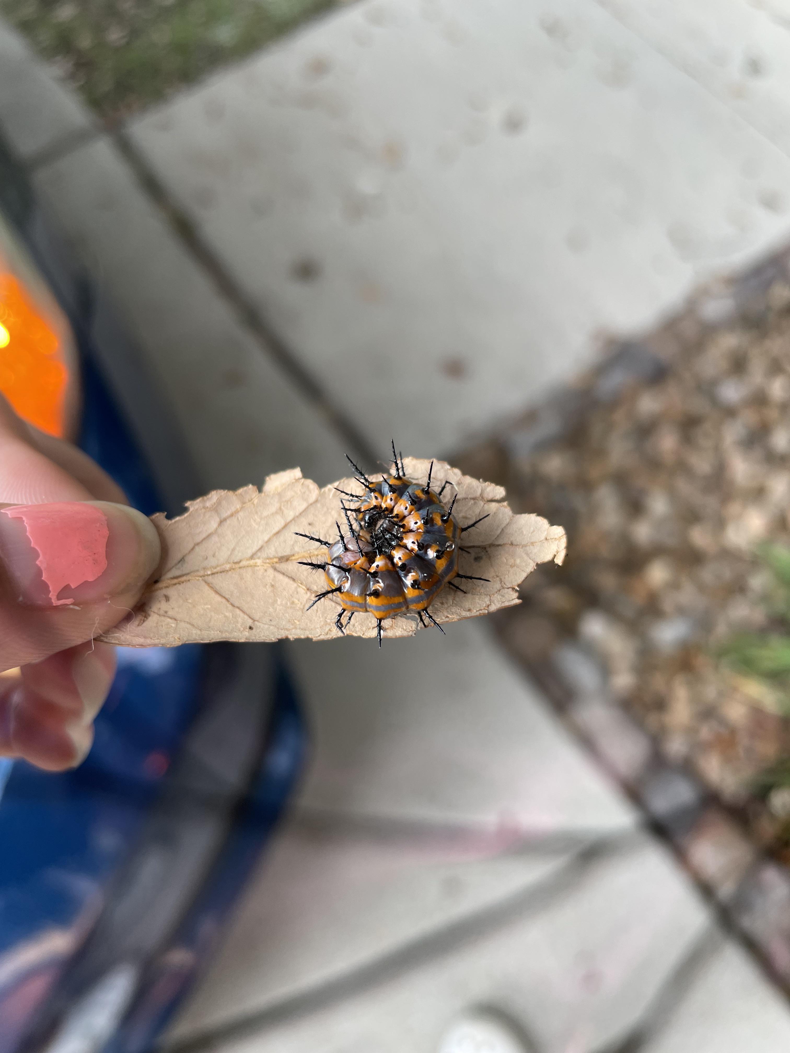 what kind of caterpillar? san antonio, texas r/insects