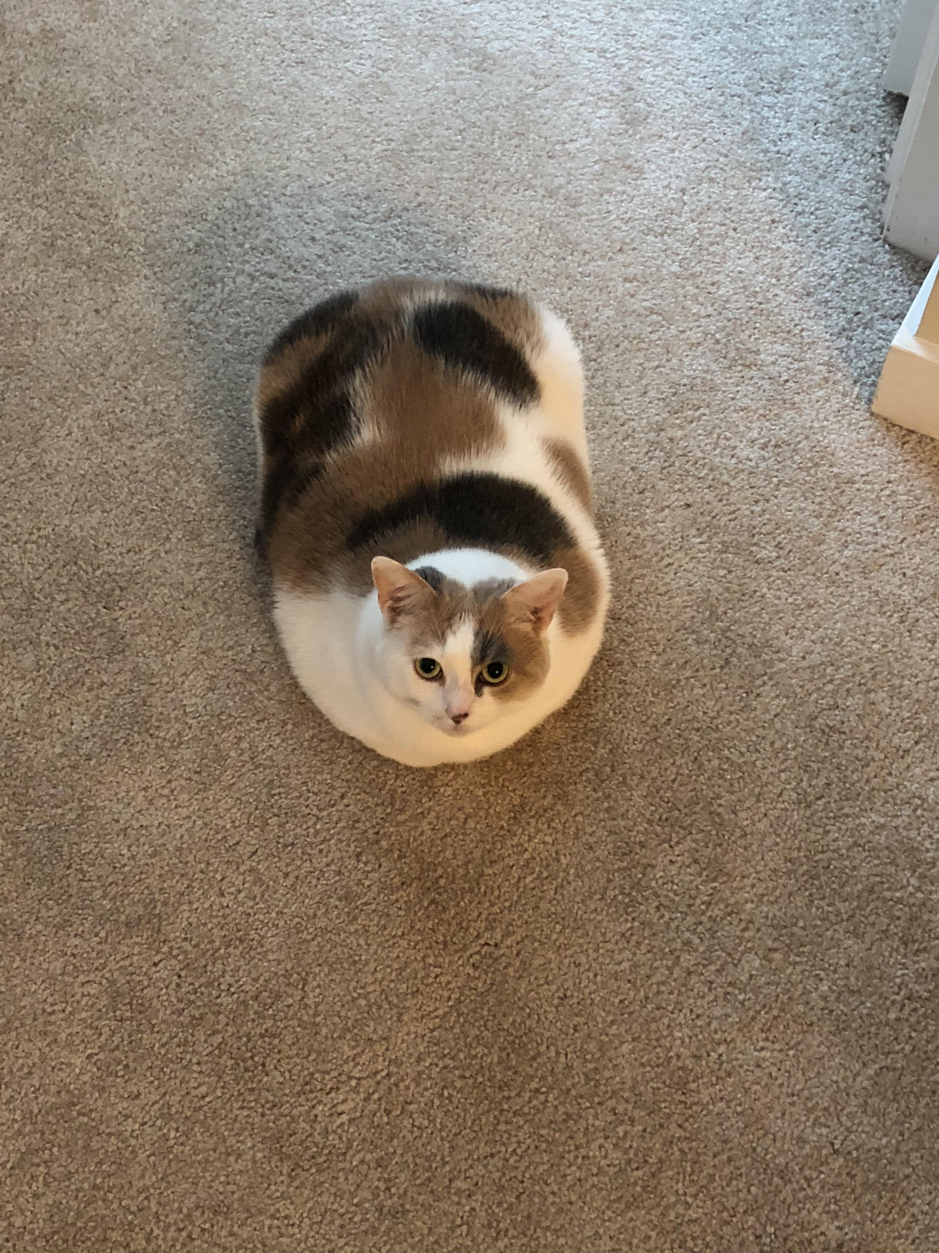 Dr Pierson Cat Food Chart A Visual Reference of Charts Chart Master