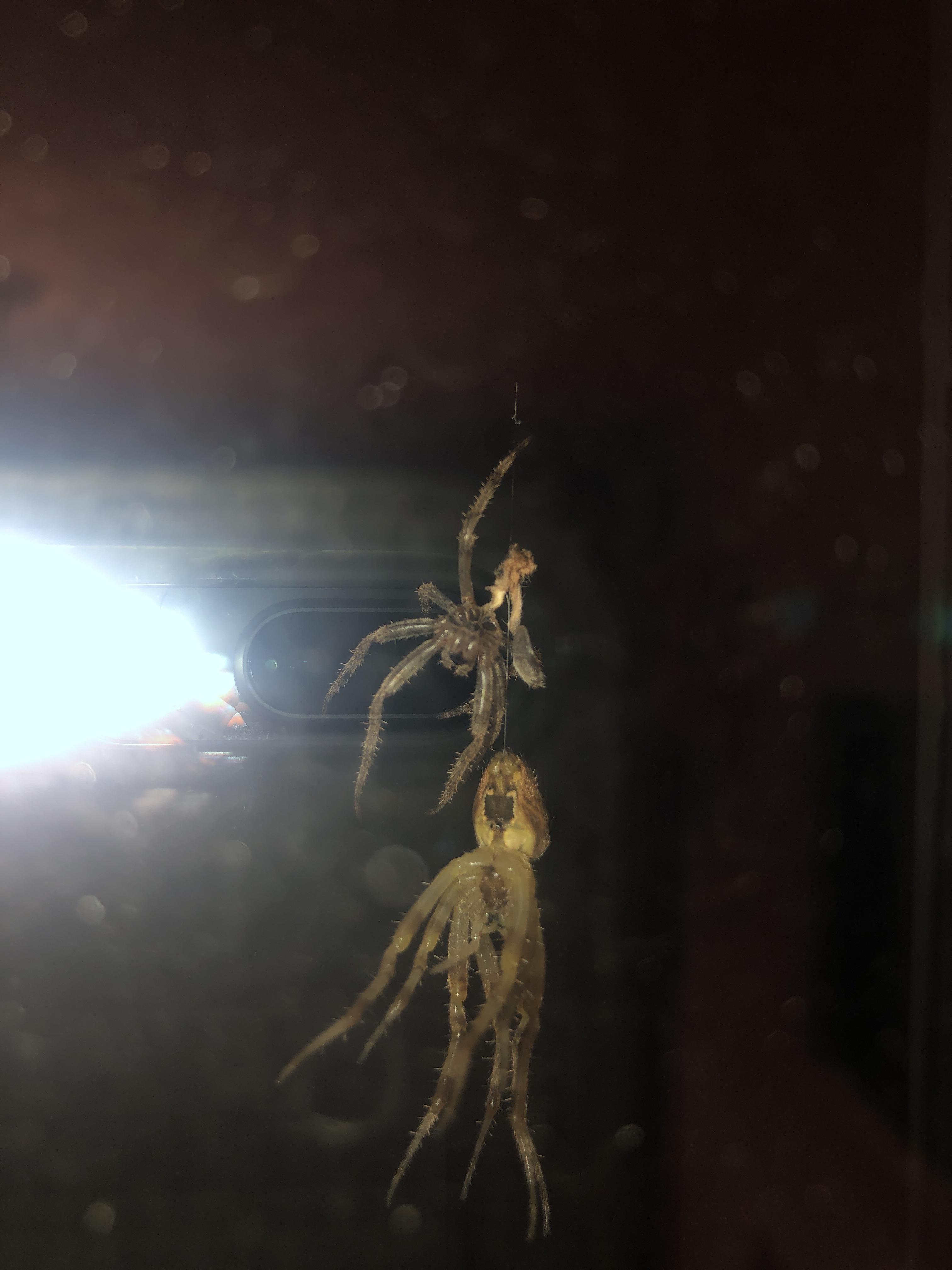 Do spiders crawl out of some type of shell???? This guy started as one