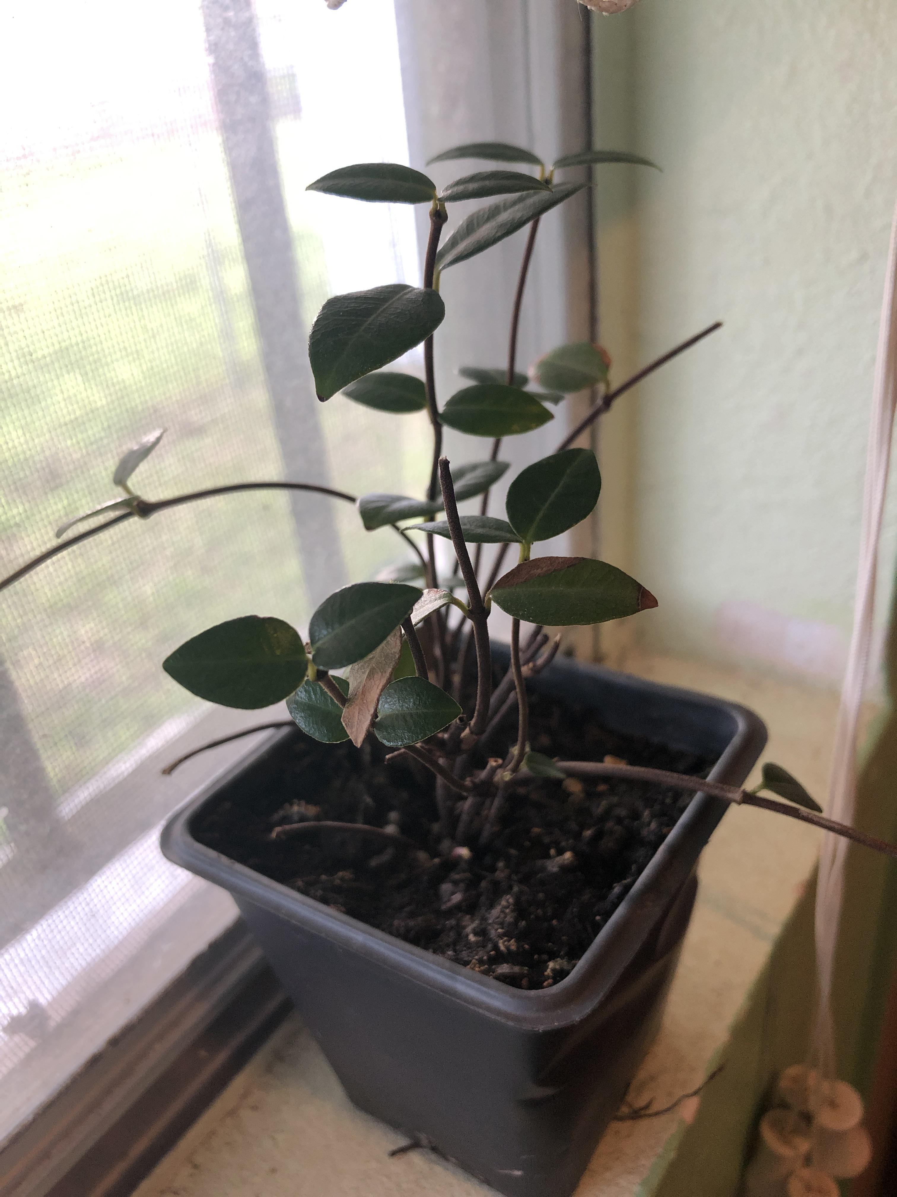 Anyone familiar with asiatic jasmine? What’s an acceptable media for