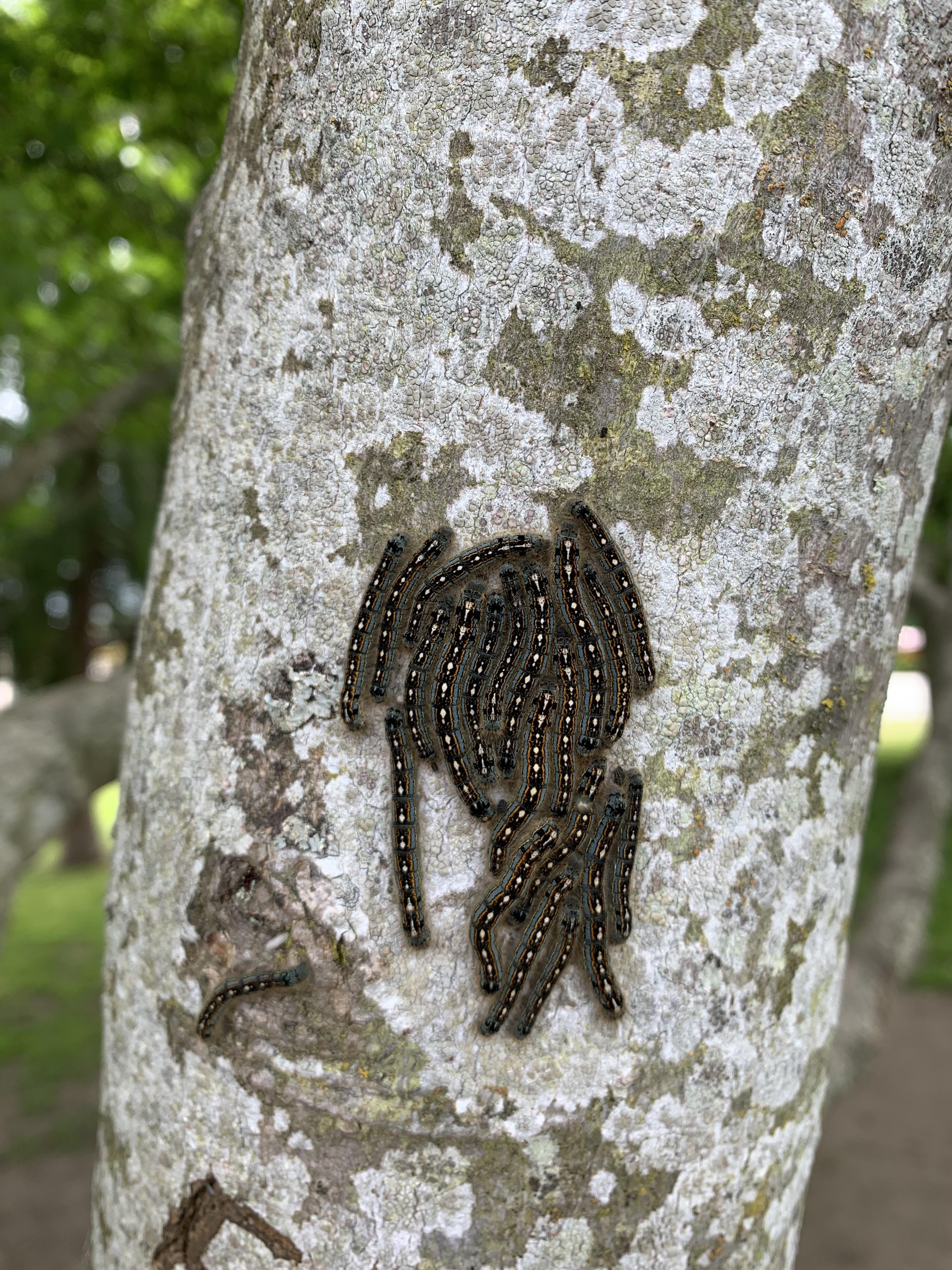 Caterpillars in BC, Canada r/whatsthisbug