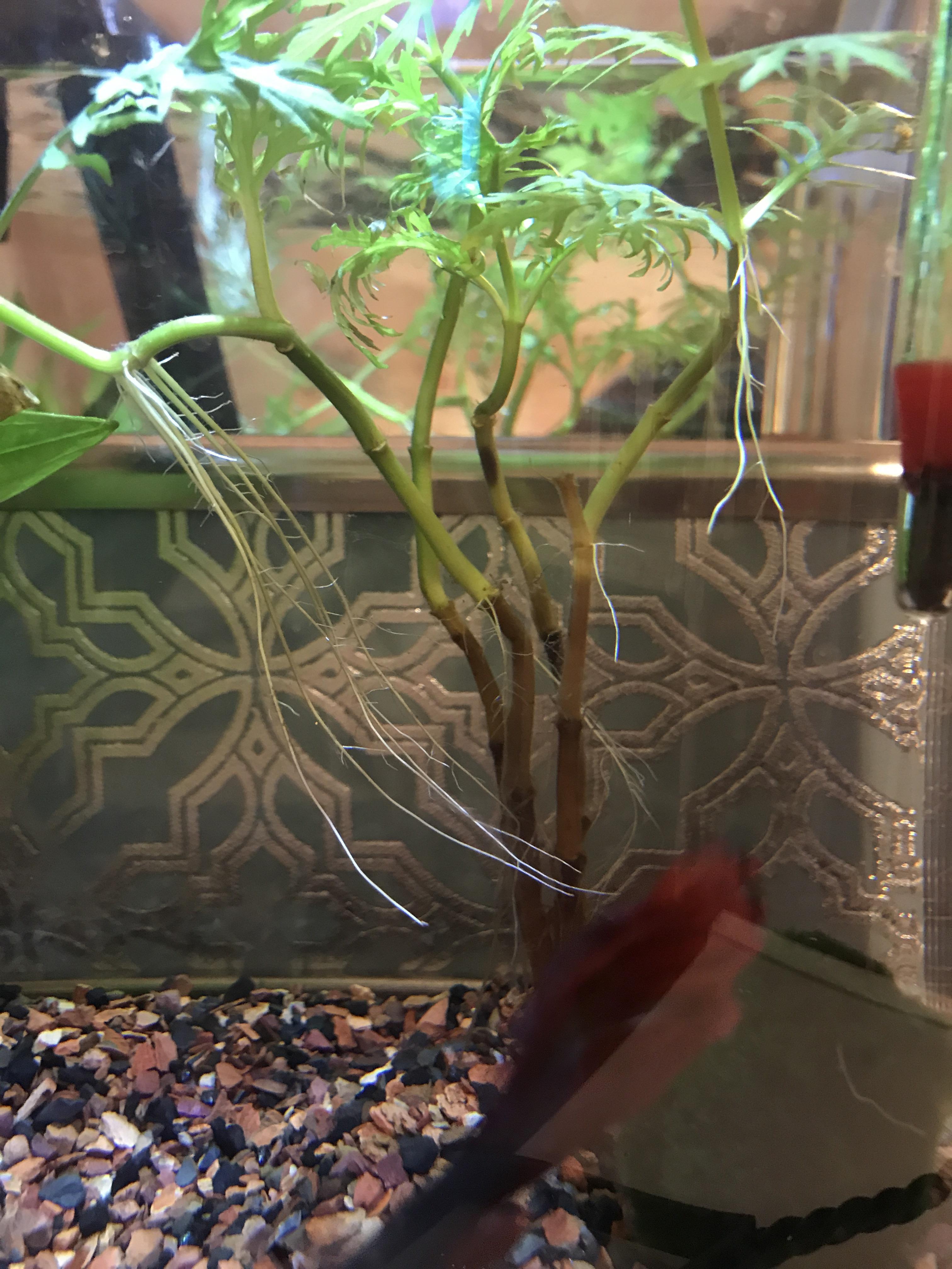 Water Wisteria's stems turning brown. What should I do? (I don't dose with ferts) r/Aquariums