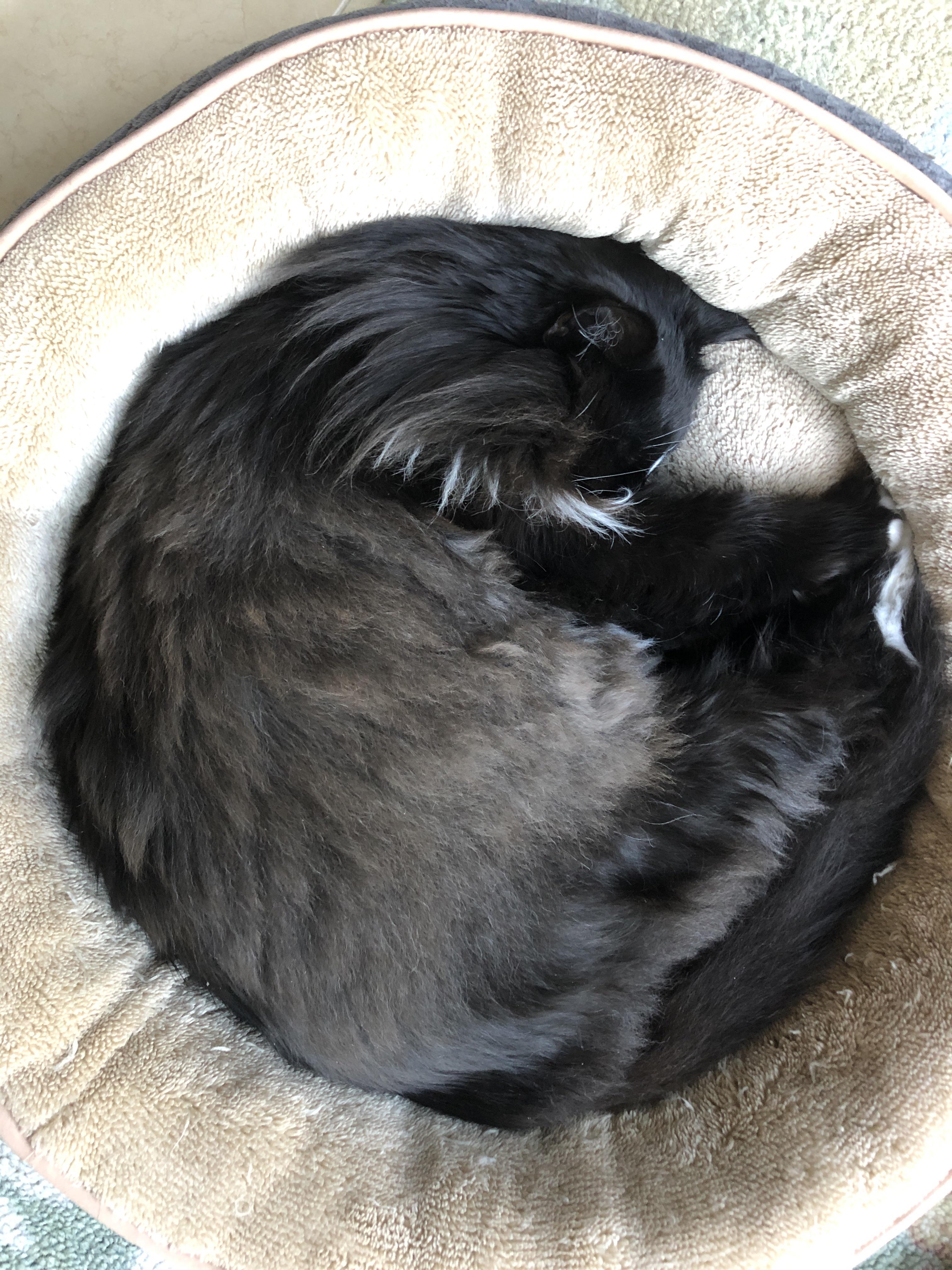 Why does my cat have beautiful silky black fur on her head/back/legs