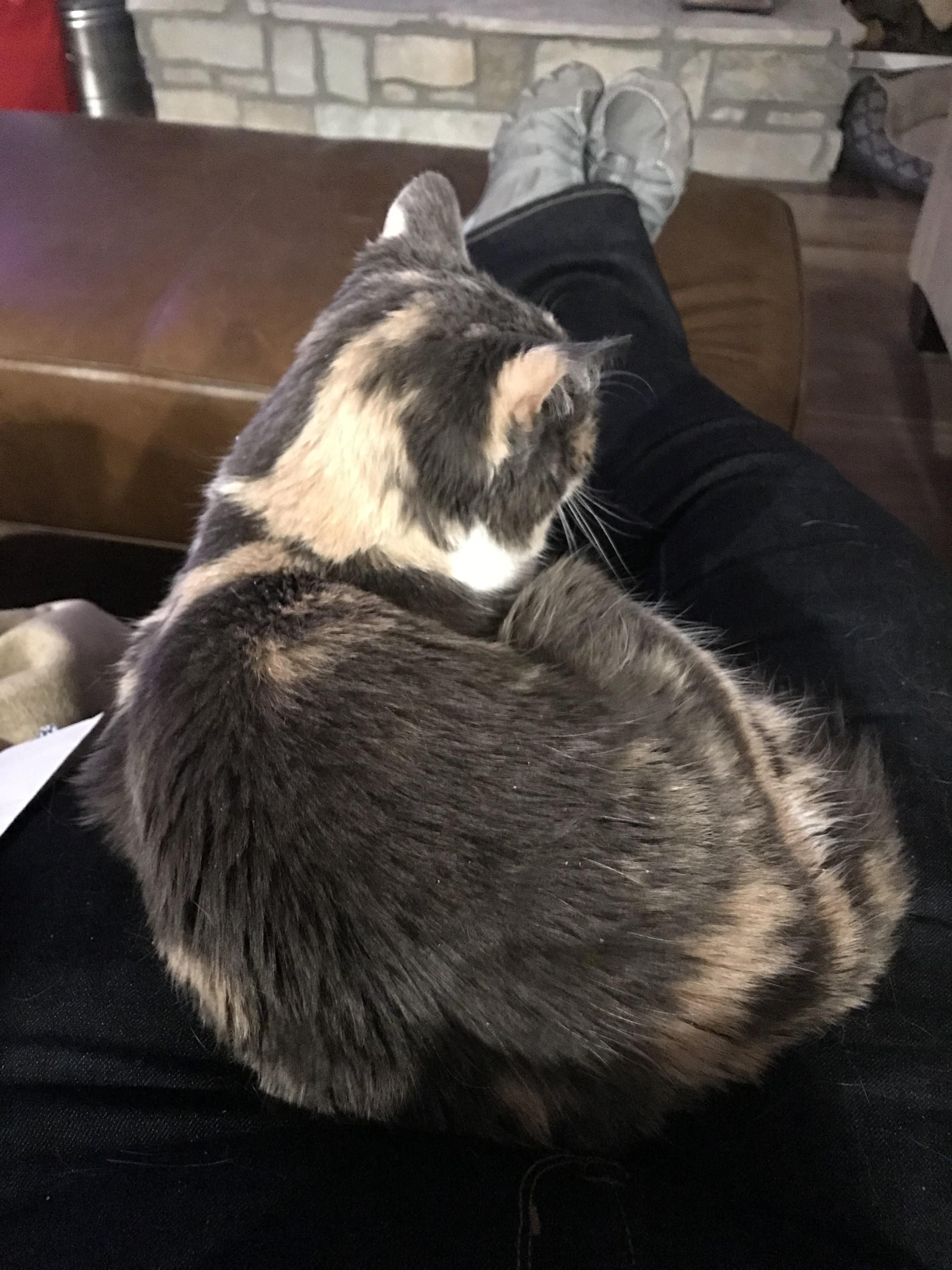 My antisocial, fickle cat has turned into a lap cat who demands