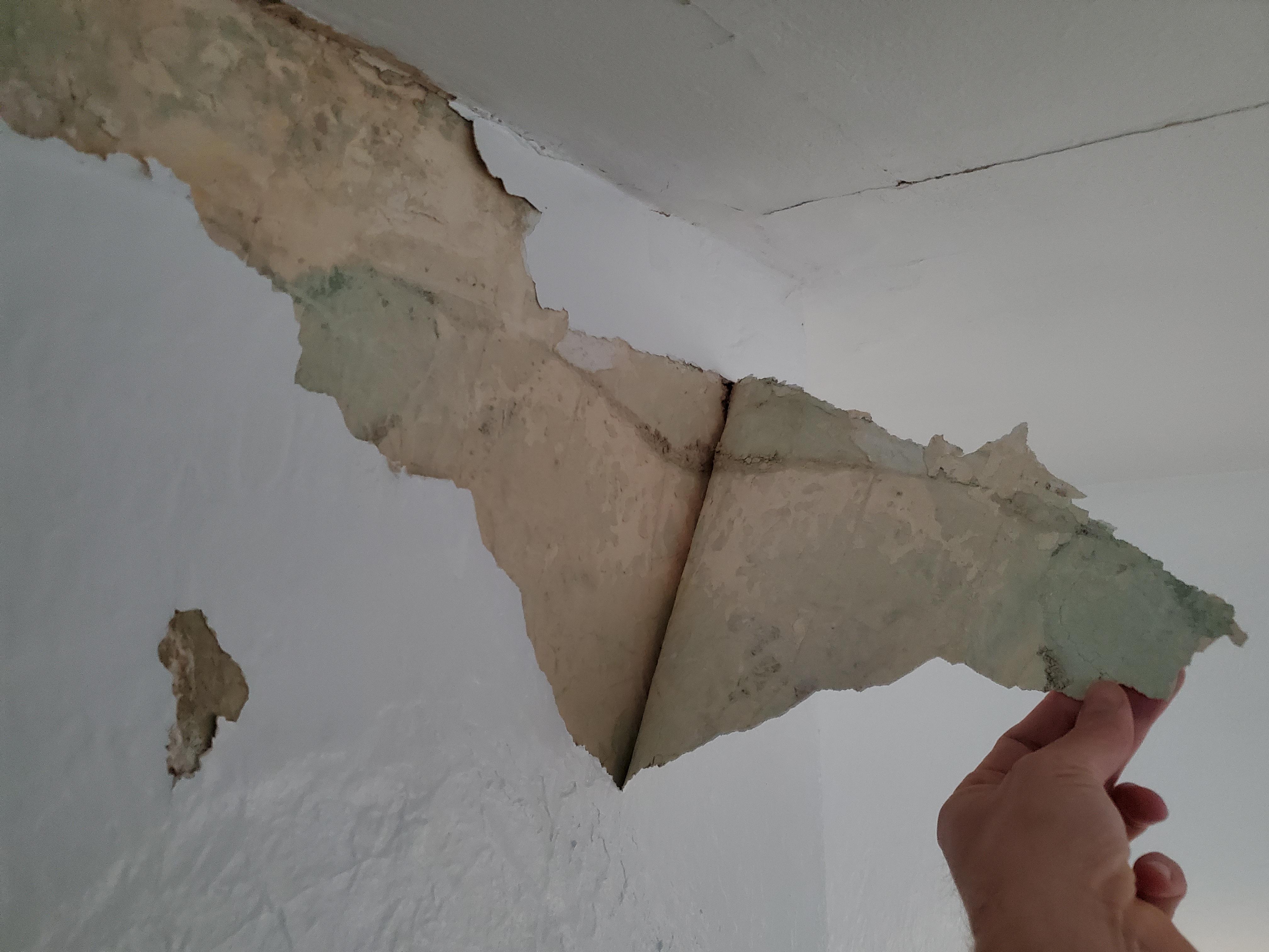 Is this mold growing under this paint? The paint peels right off. r/Mold
