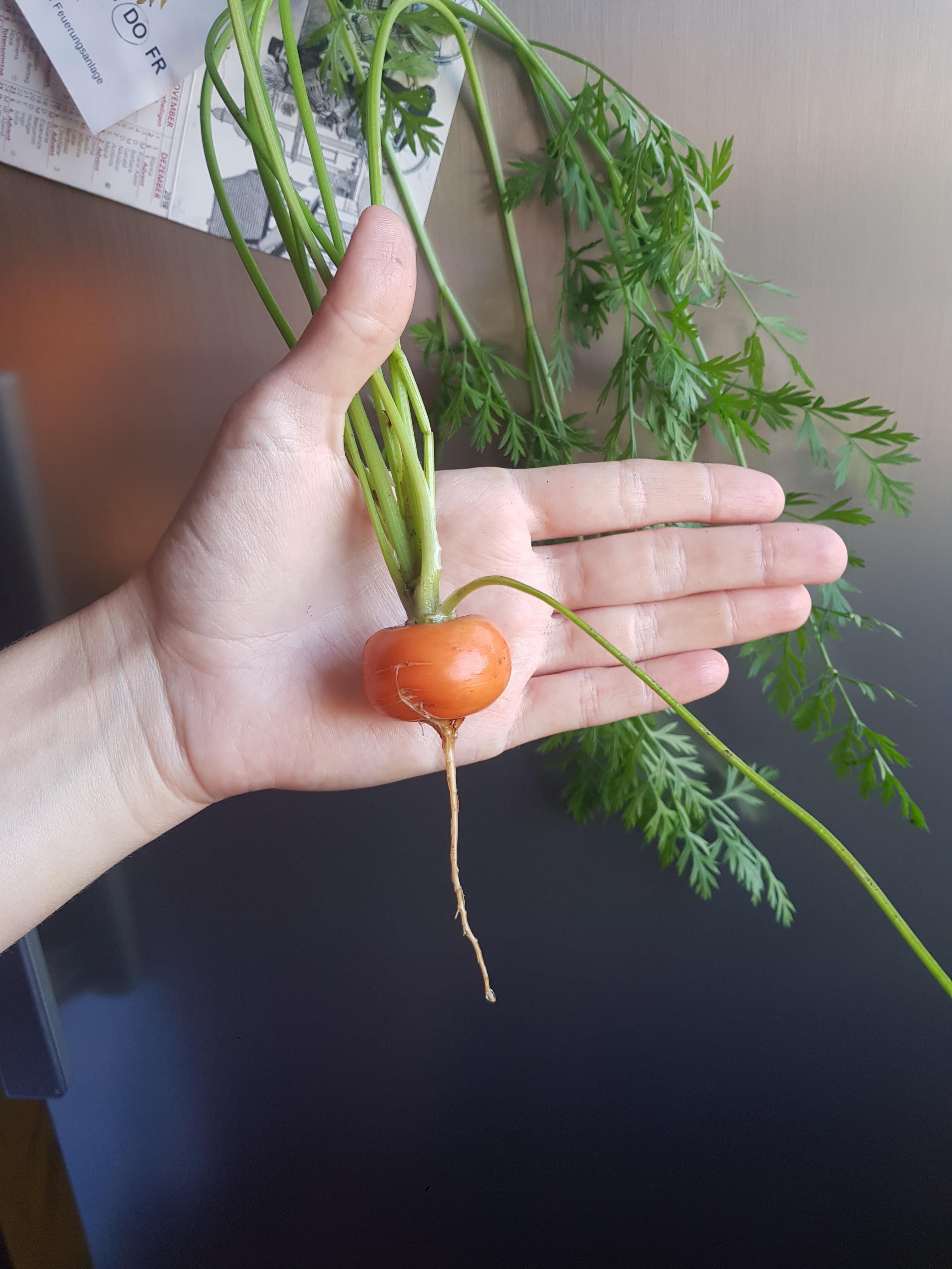 With this mighty carrot in the root cellar, winter can come! r