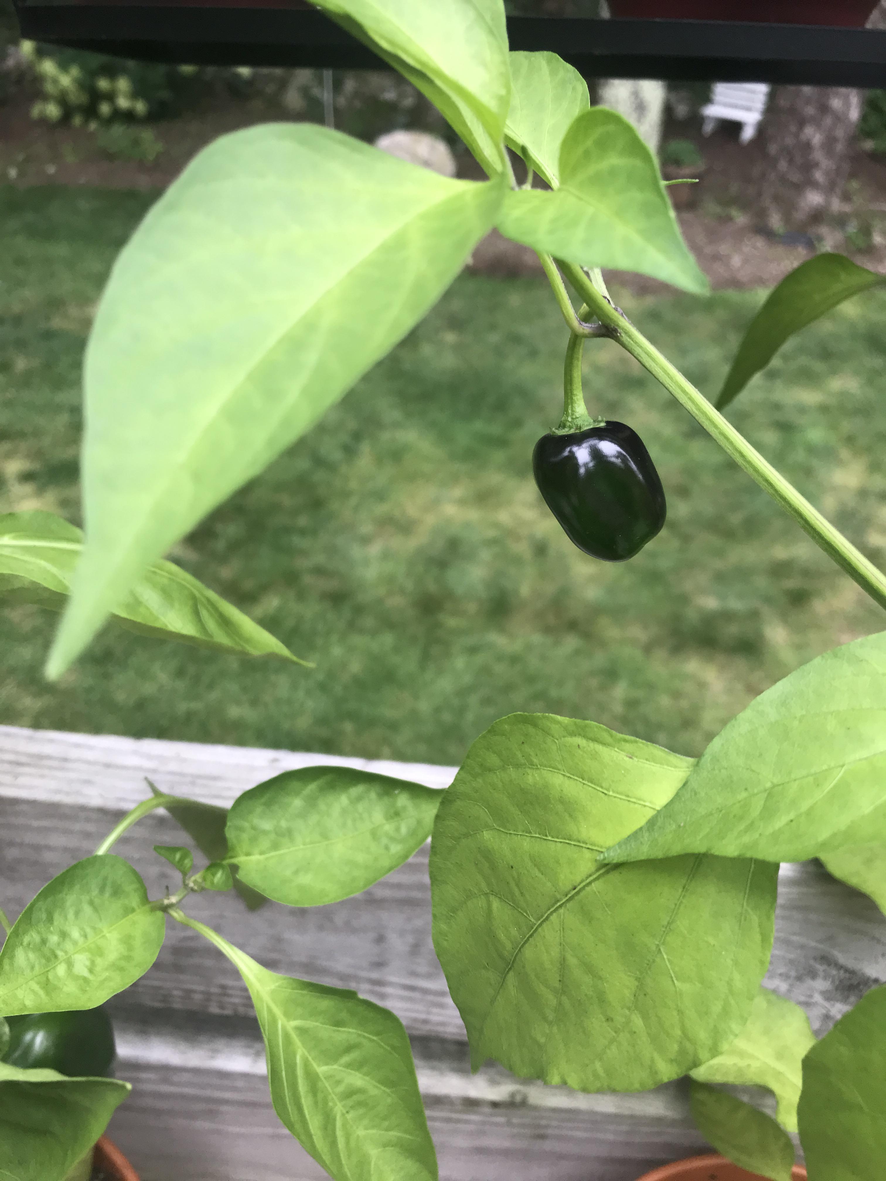 I’m growing jalapeños and this one is still growing but is very dark