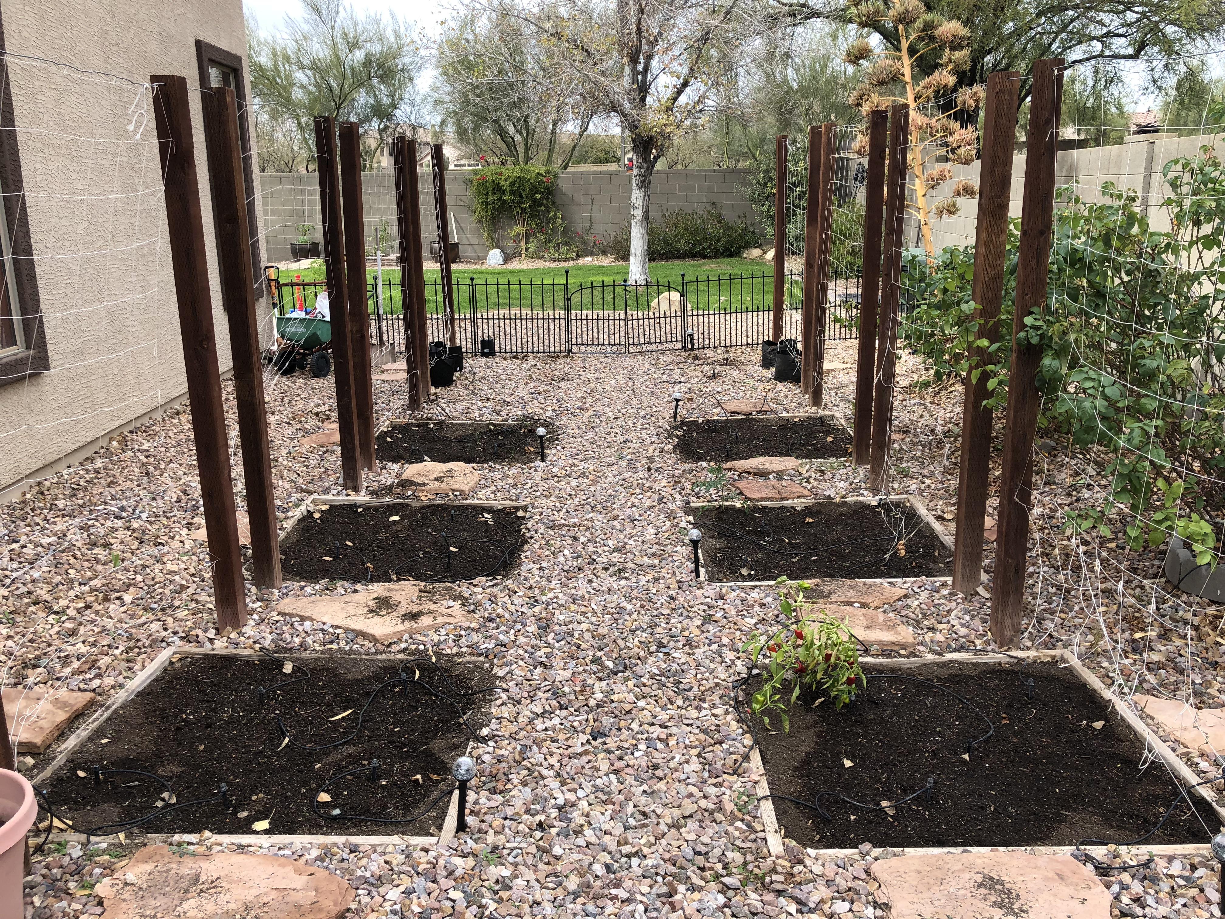 Phoenix Gardening! Got lots of seeds in the ground this weekend! Here