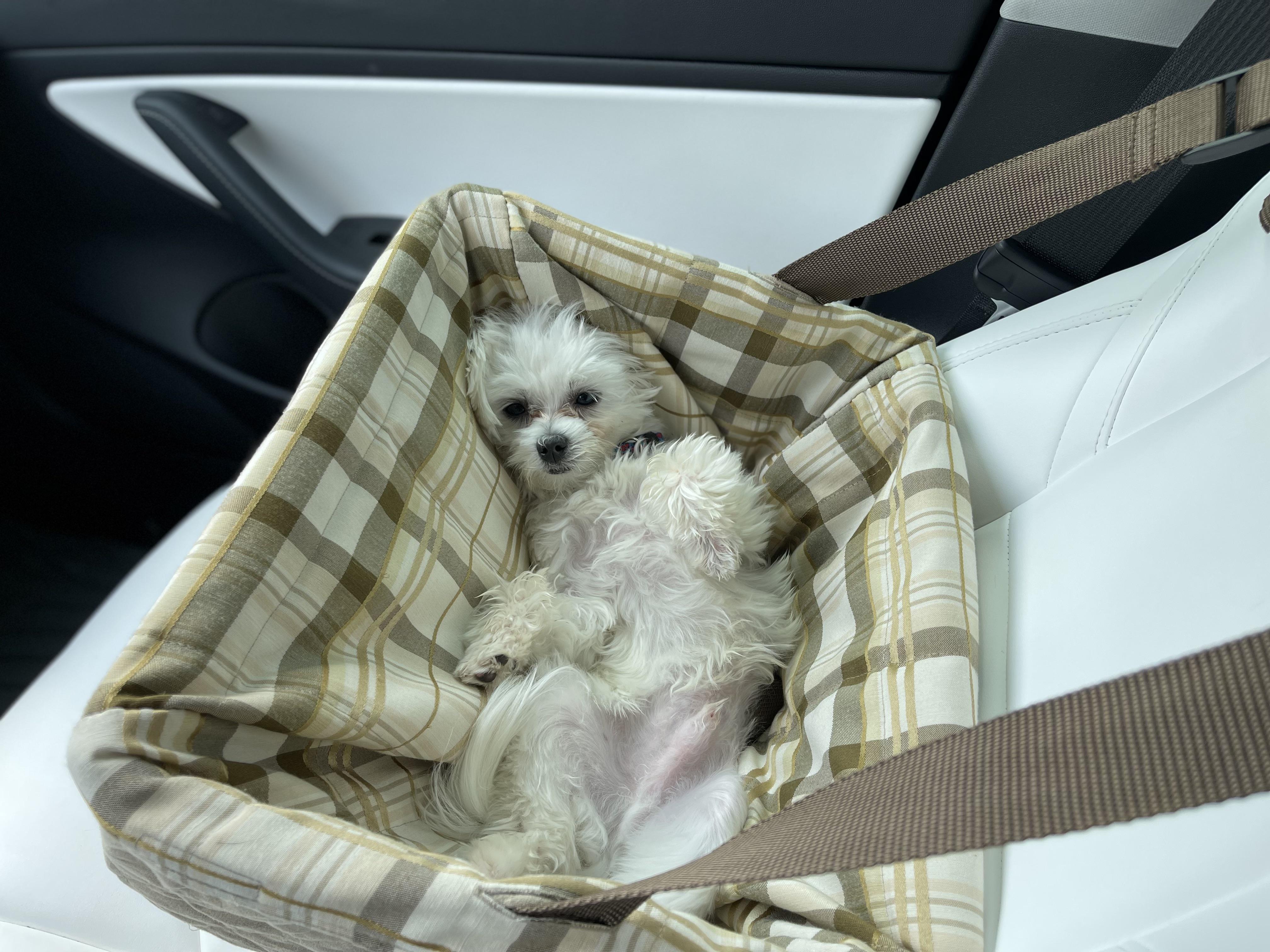 Barney enjoys his car seat. r/Maltese