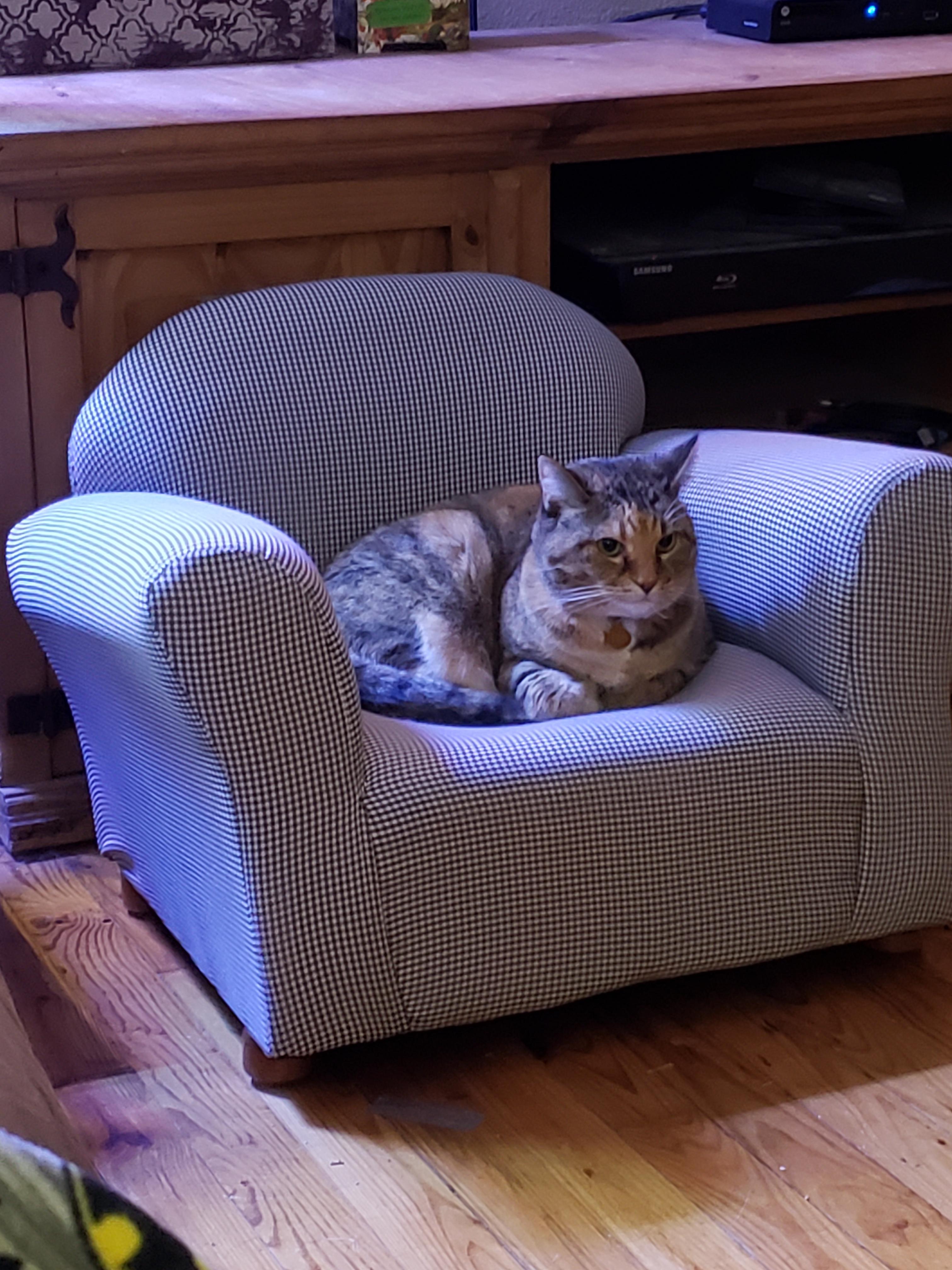 Bought a tiny, secondhand chair for the cats. Less than an hour at the