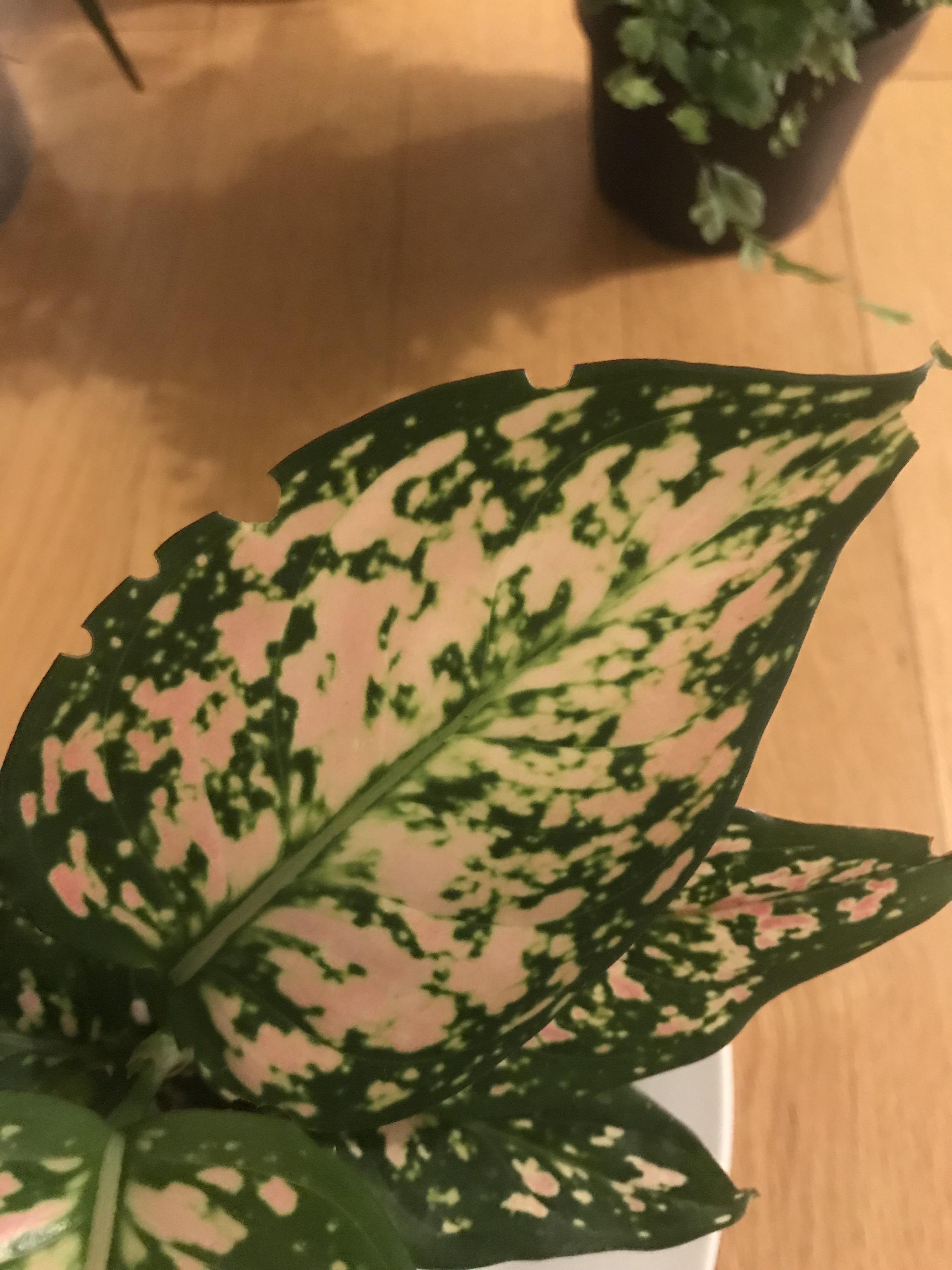 What is eating my plant?? r/houseplants