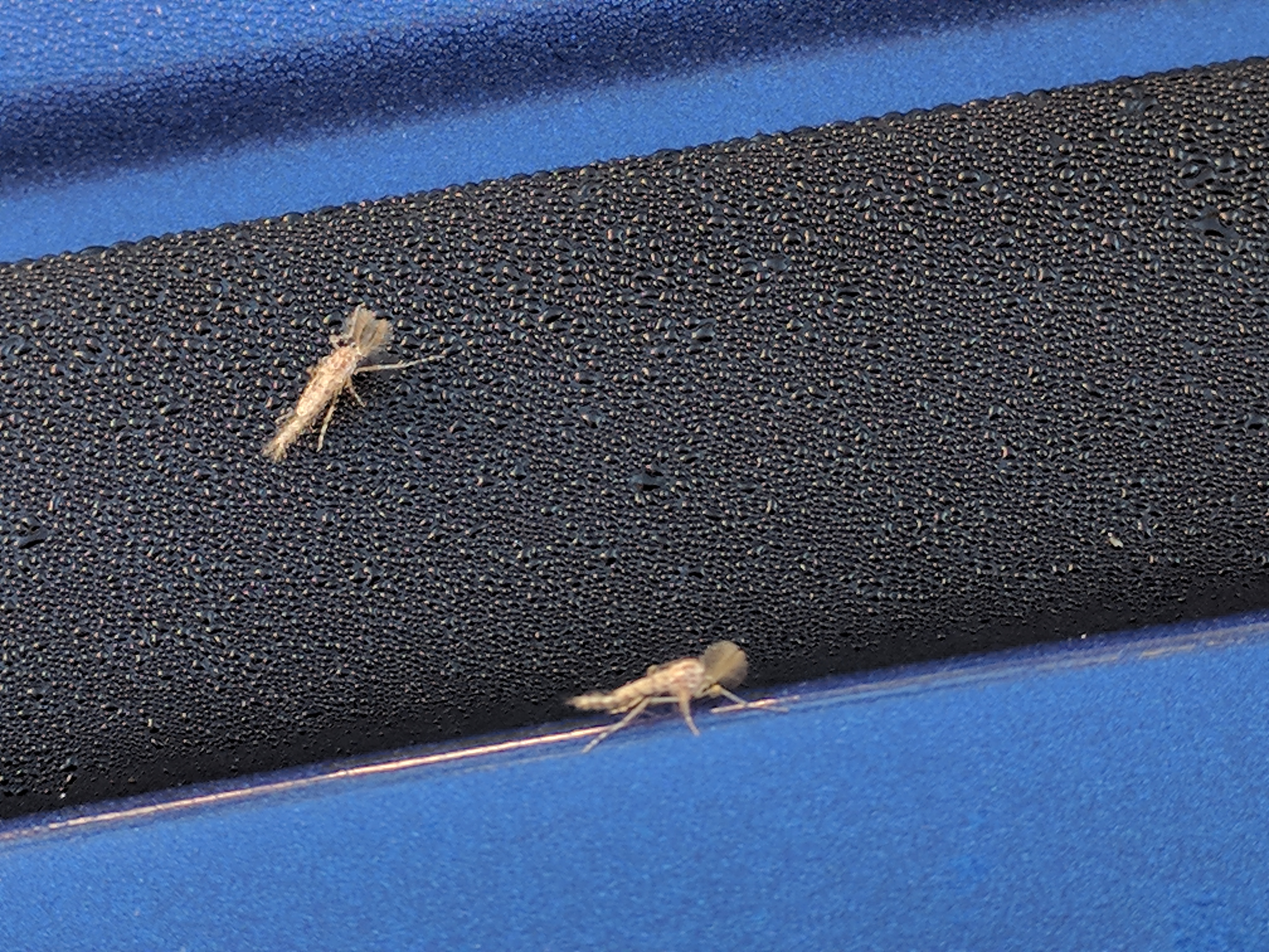 [South Florida, US] What are these flying bugs? There are hundreds of