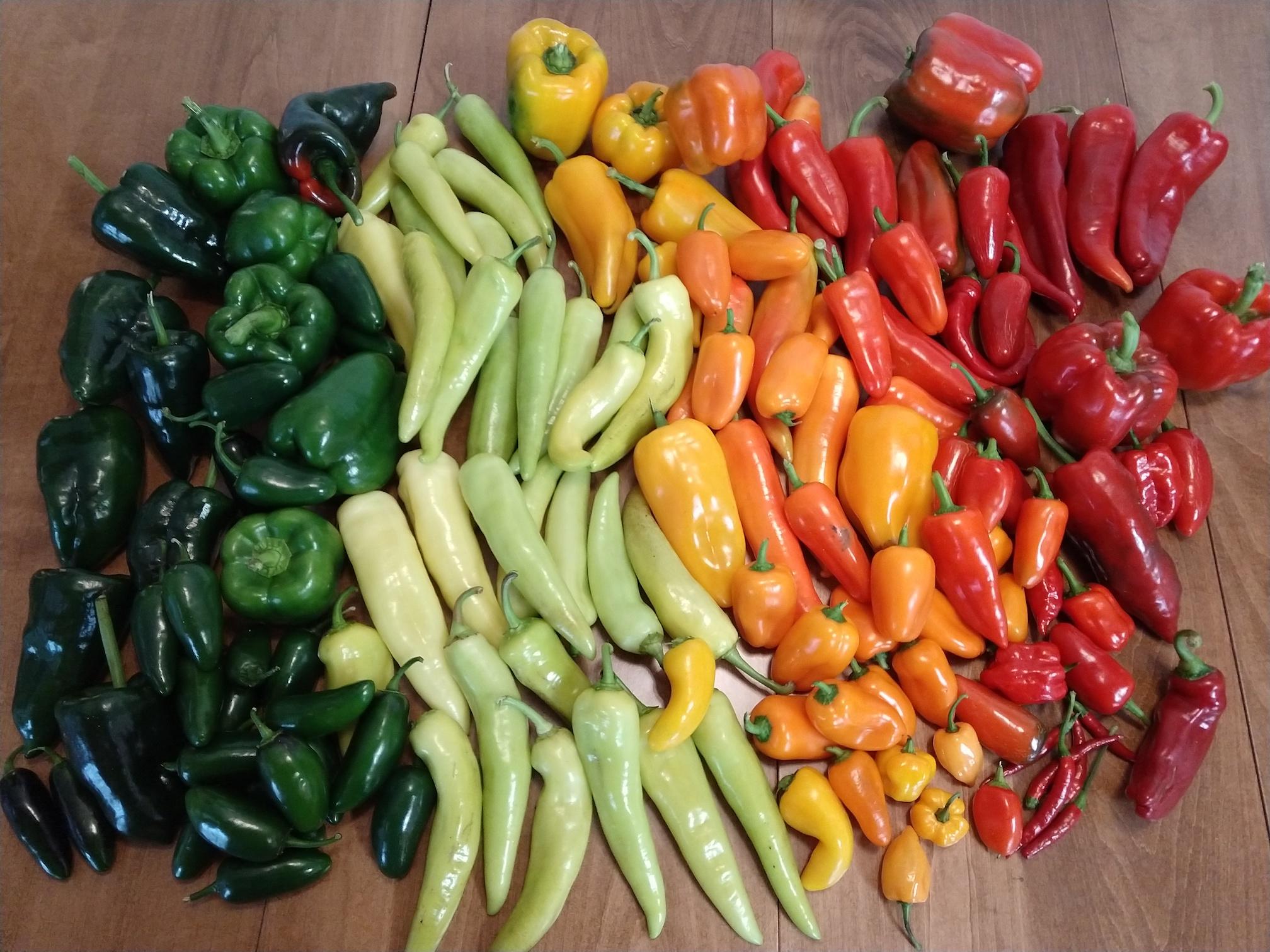 How Many Peppers Are In a Peck? HappySpicyHour