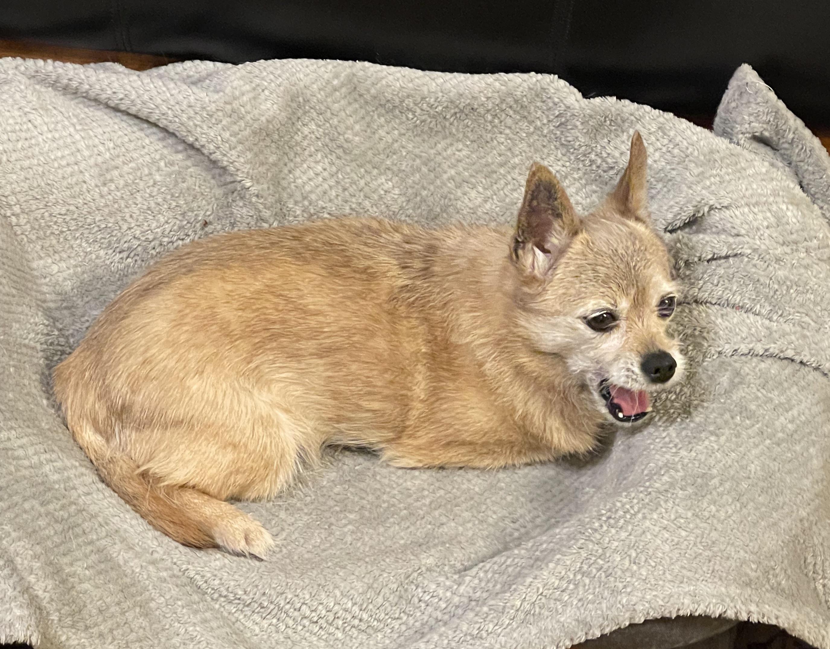 Puppers Hecking dying.