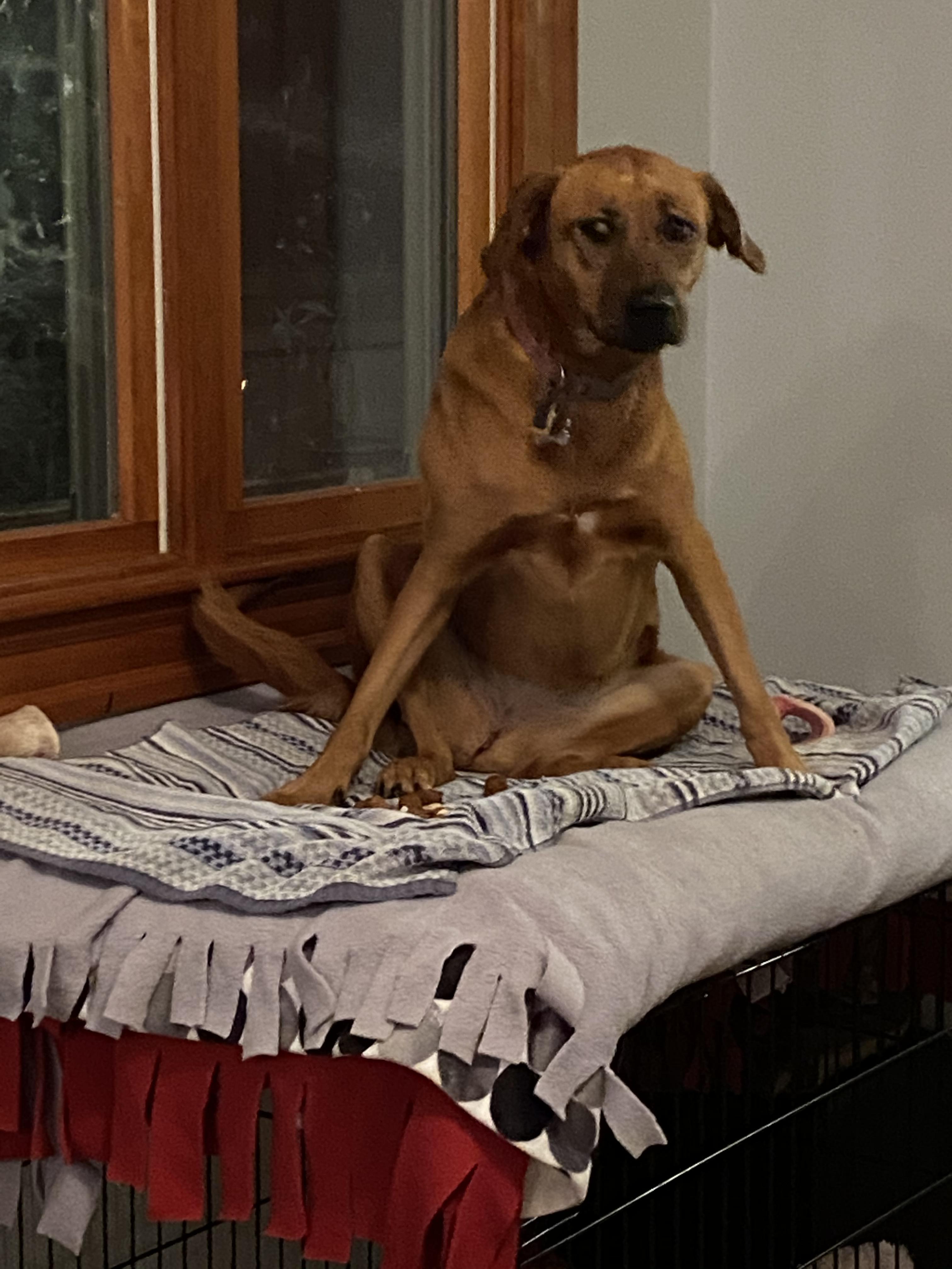 Our dog refuses to sit inside her crate, only on top. We had to put