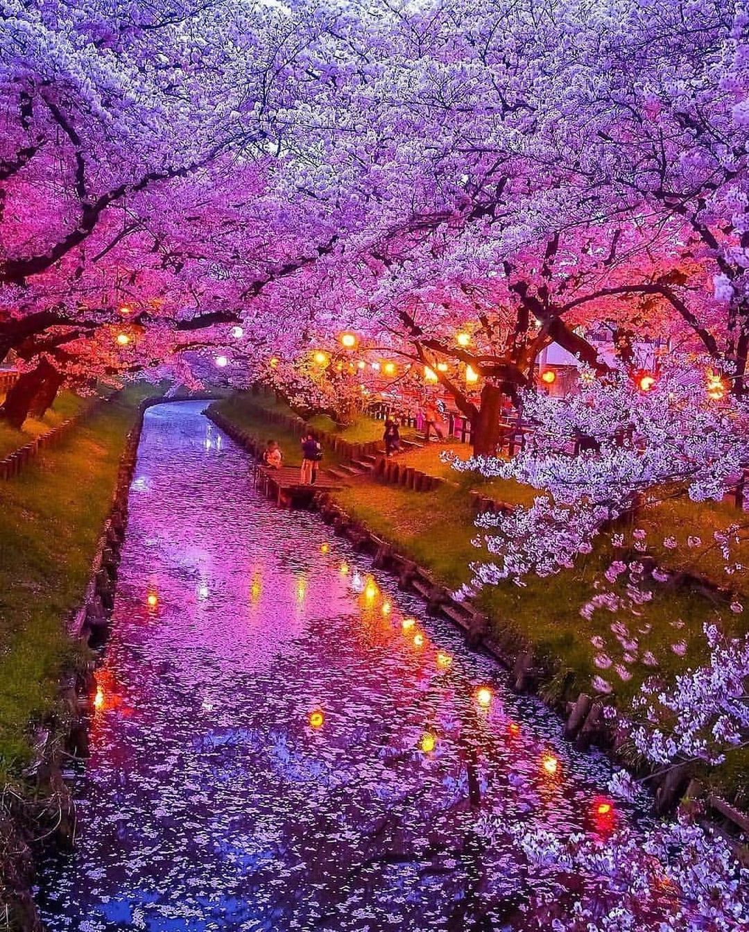 Cherry blossoms in Japan r/MostBeautiful