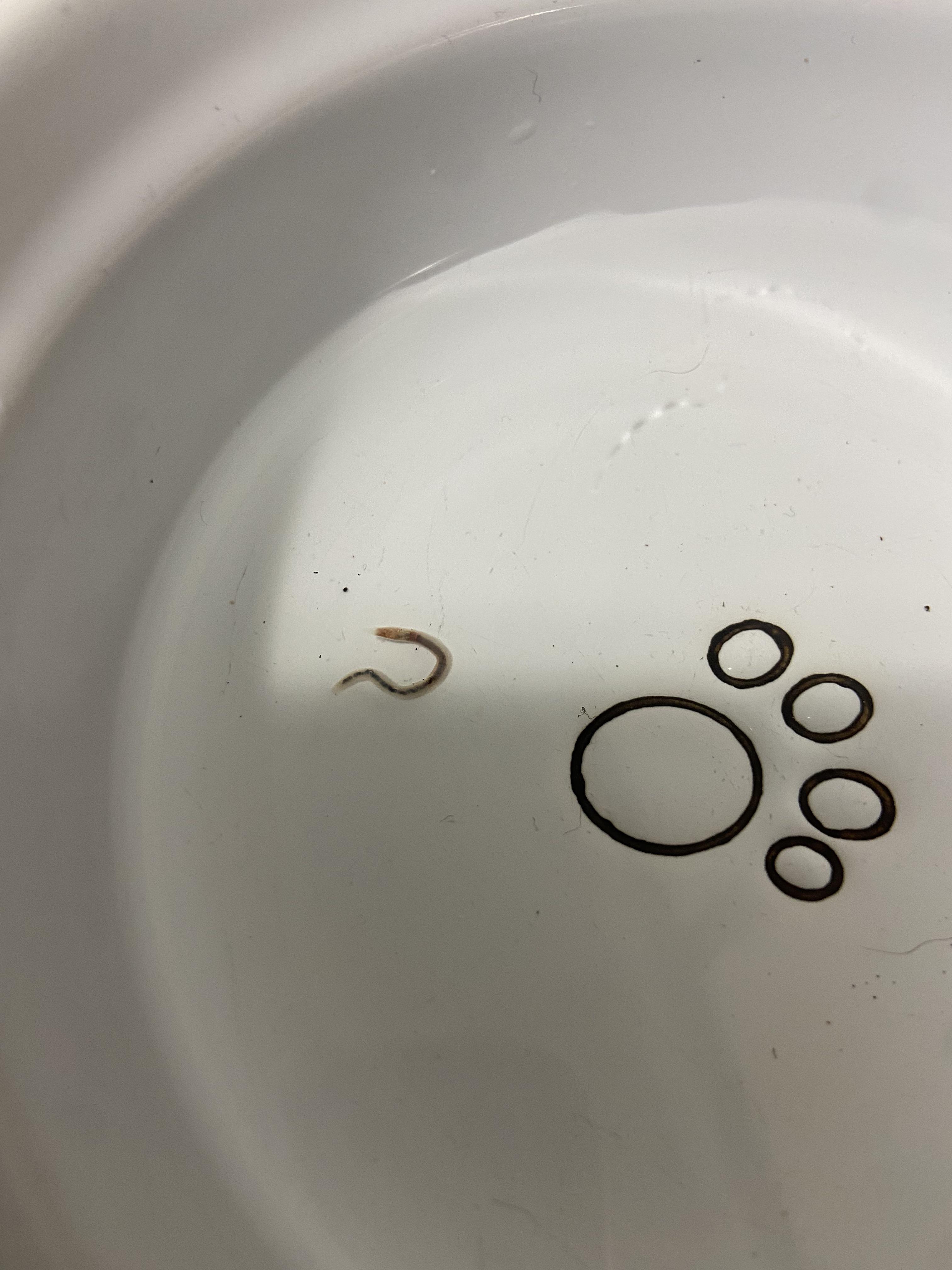 I think I found a worm in my cat’s water bowl? What is this bug? r