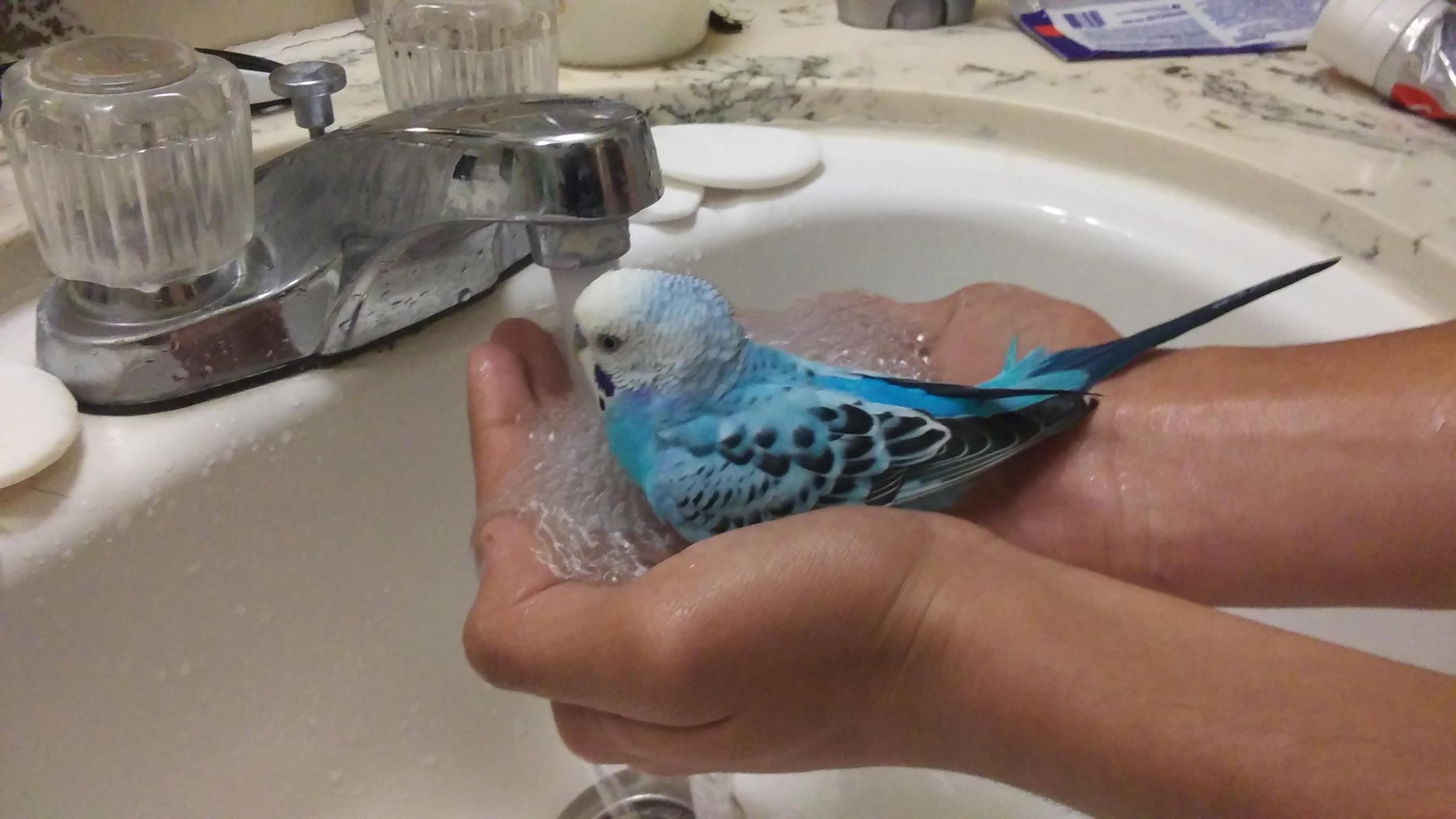 Shower time for our little budgie! r/budgies