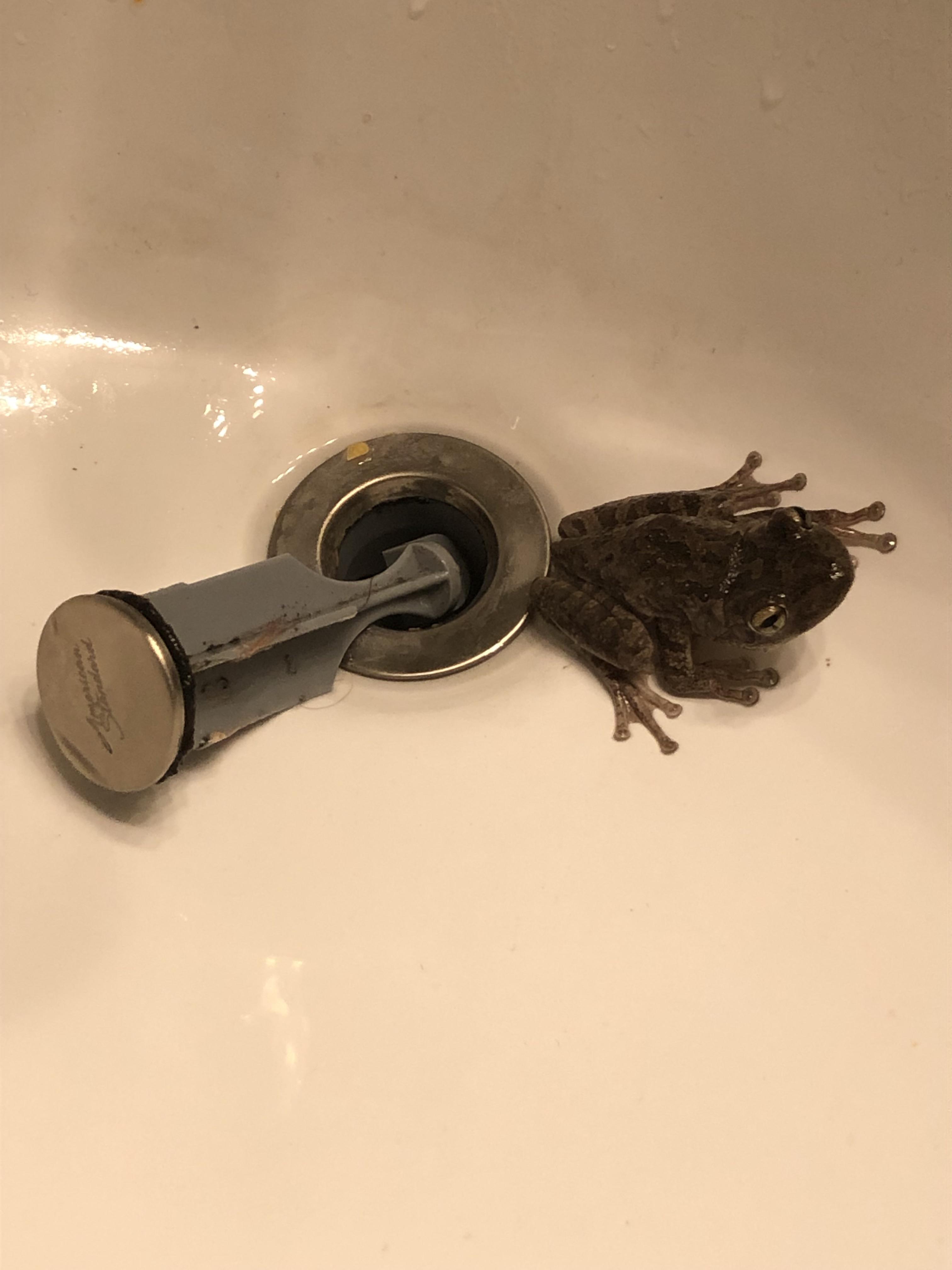 What type of frog is that? r/reptiles