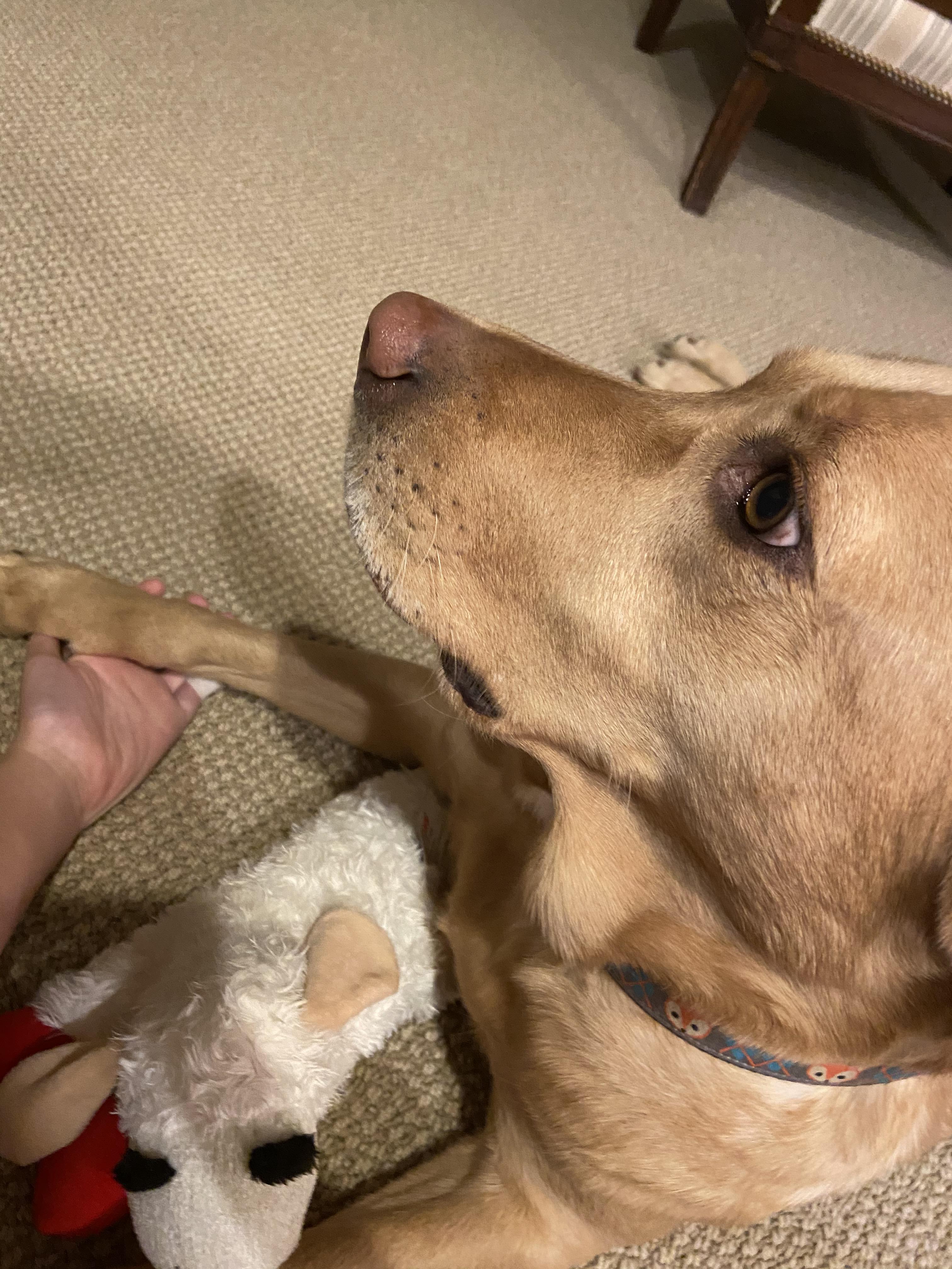 My dog holding my hand r/aww
