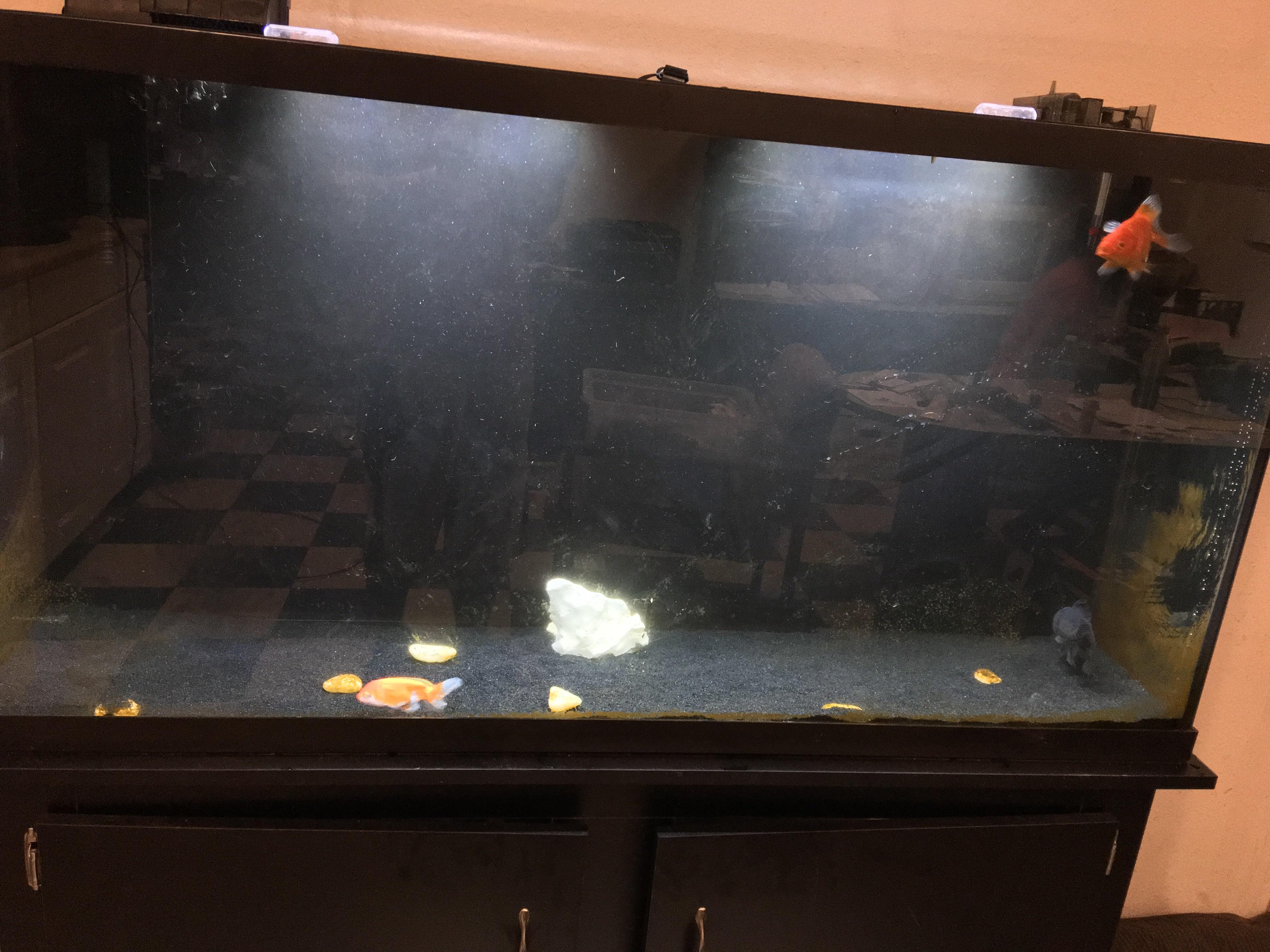 My 60 gallon Goldfish tank (sorry for the gross algae on the glass) r