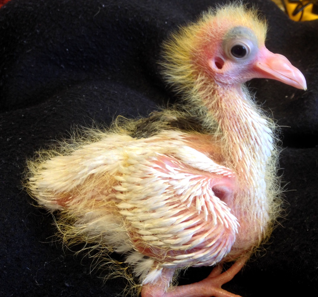 A baby pigeon. A never thought they would look like this. I've never