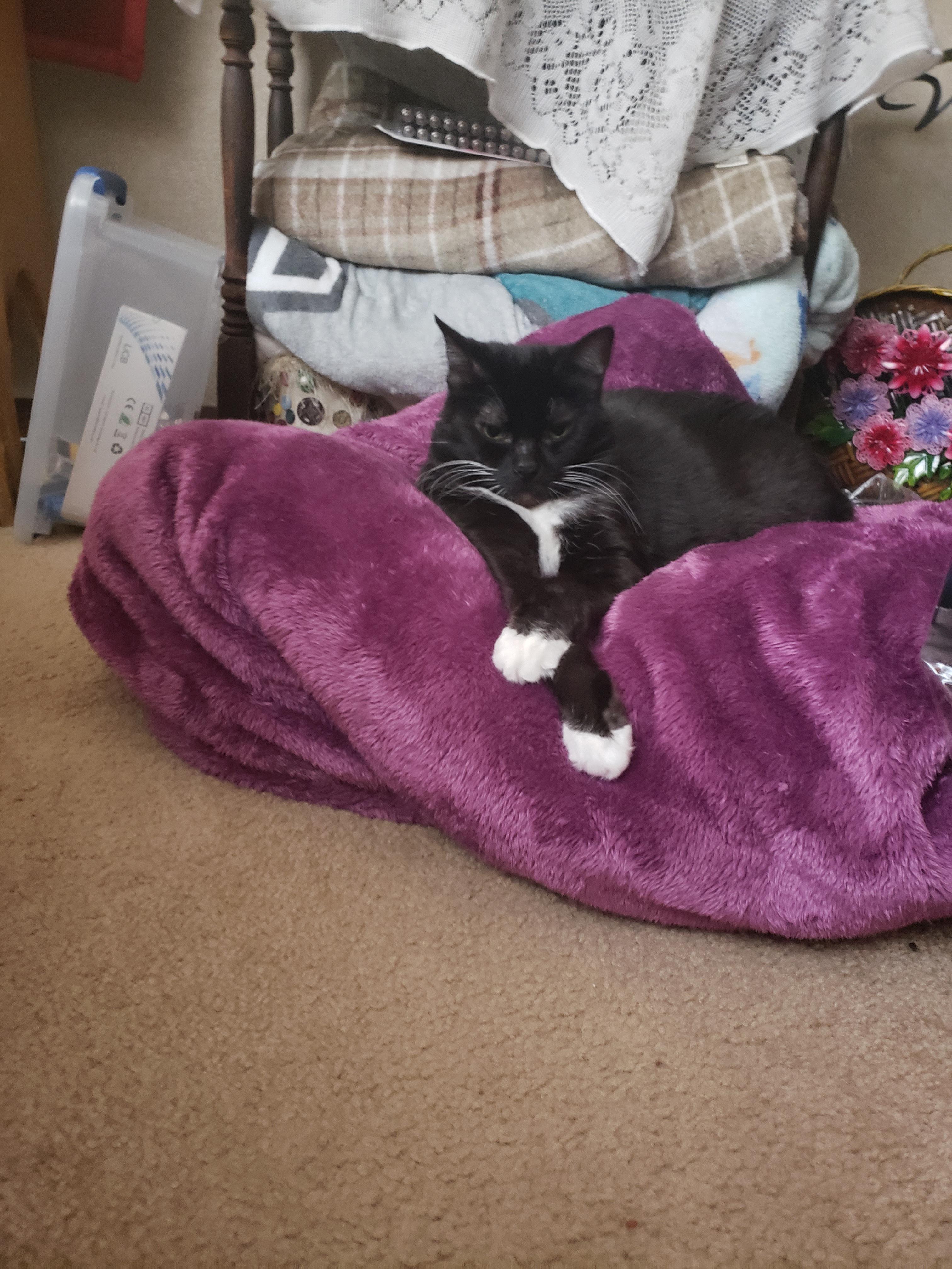 Blanket Dangle hello ladies r/danglers