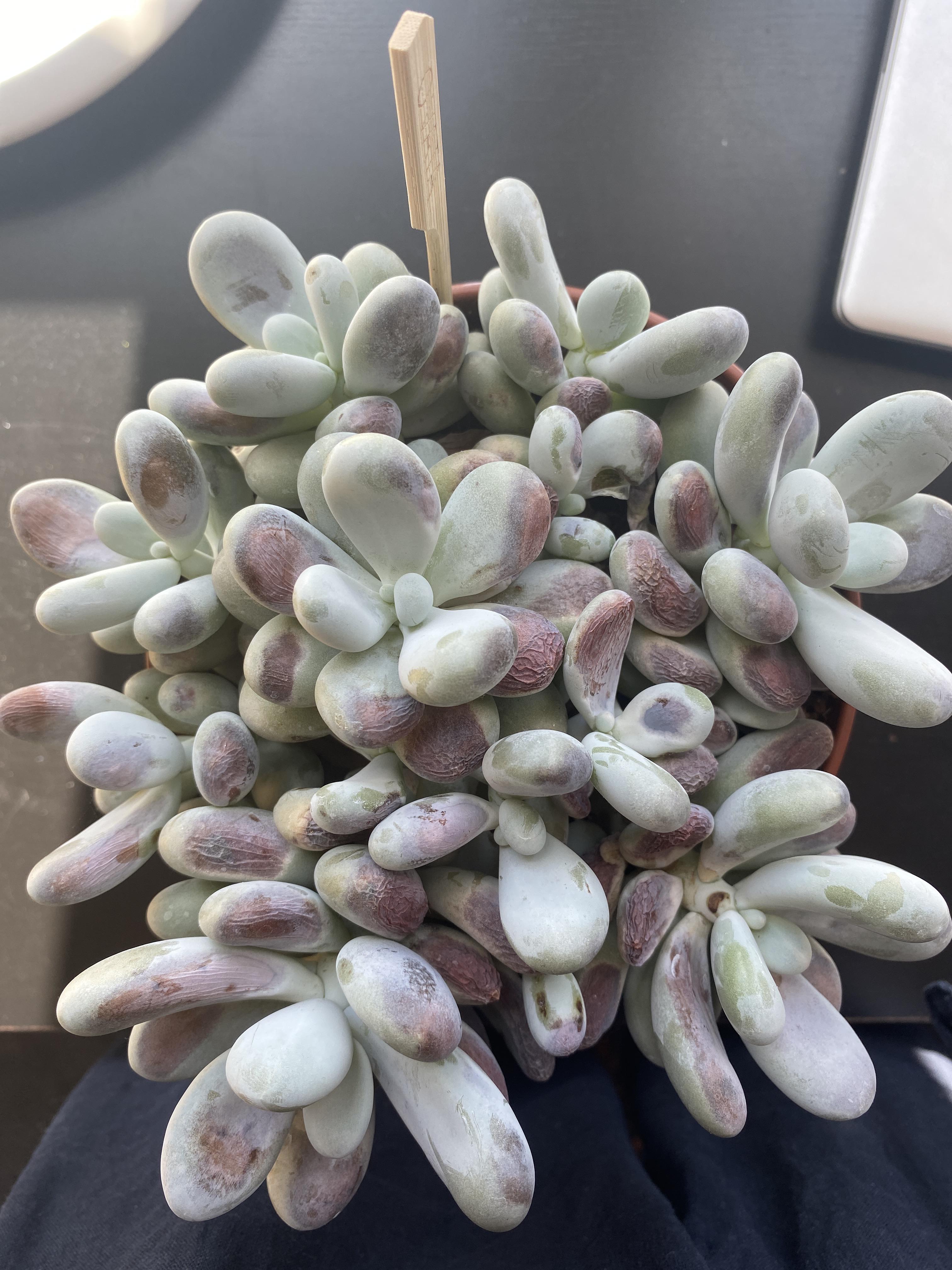 Help! My moonstone succulent (Pachyphytum oviferum)is very wrinkled
