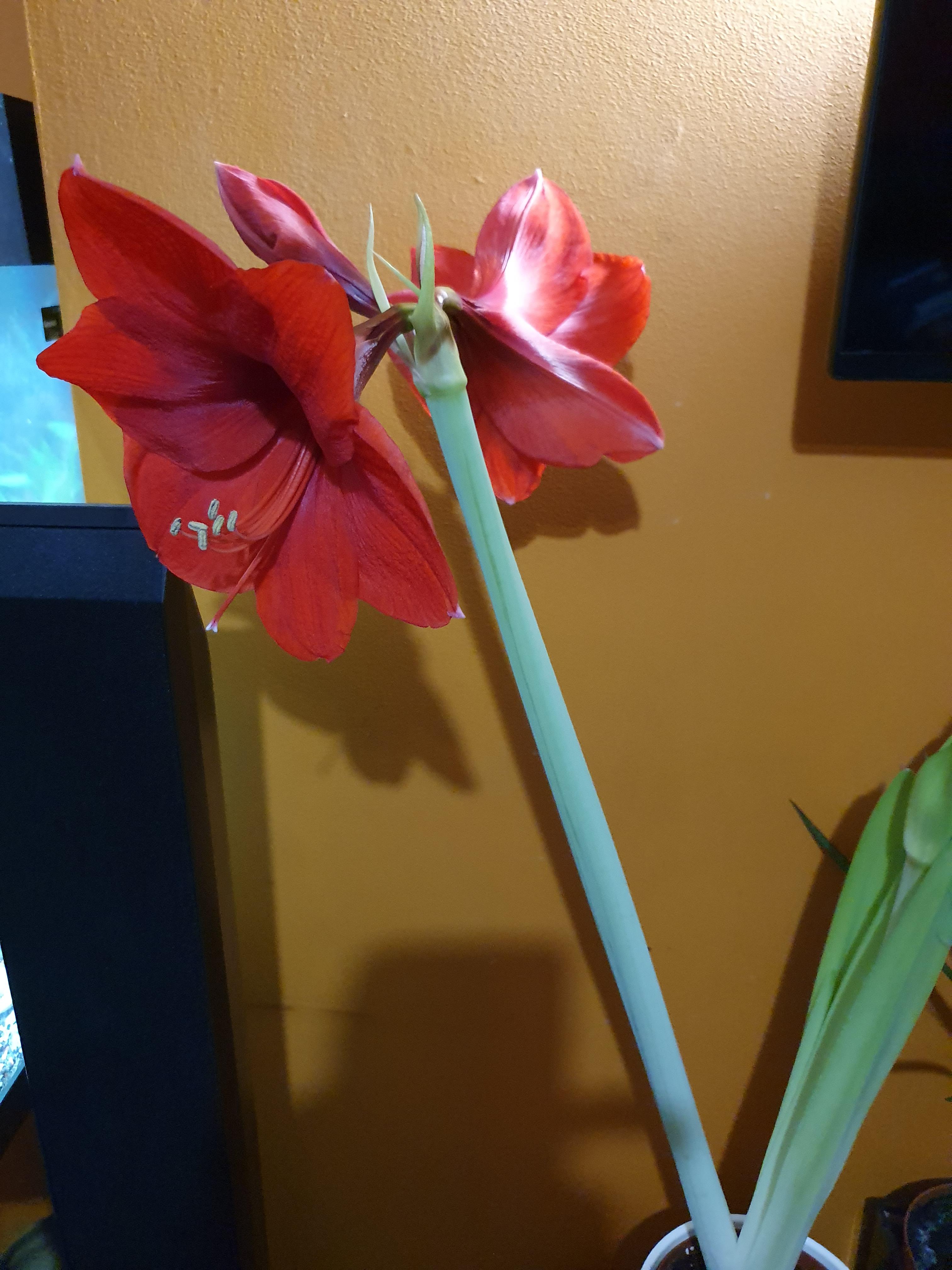 My Amaryllis has bloomed r/gardening