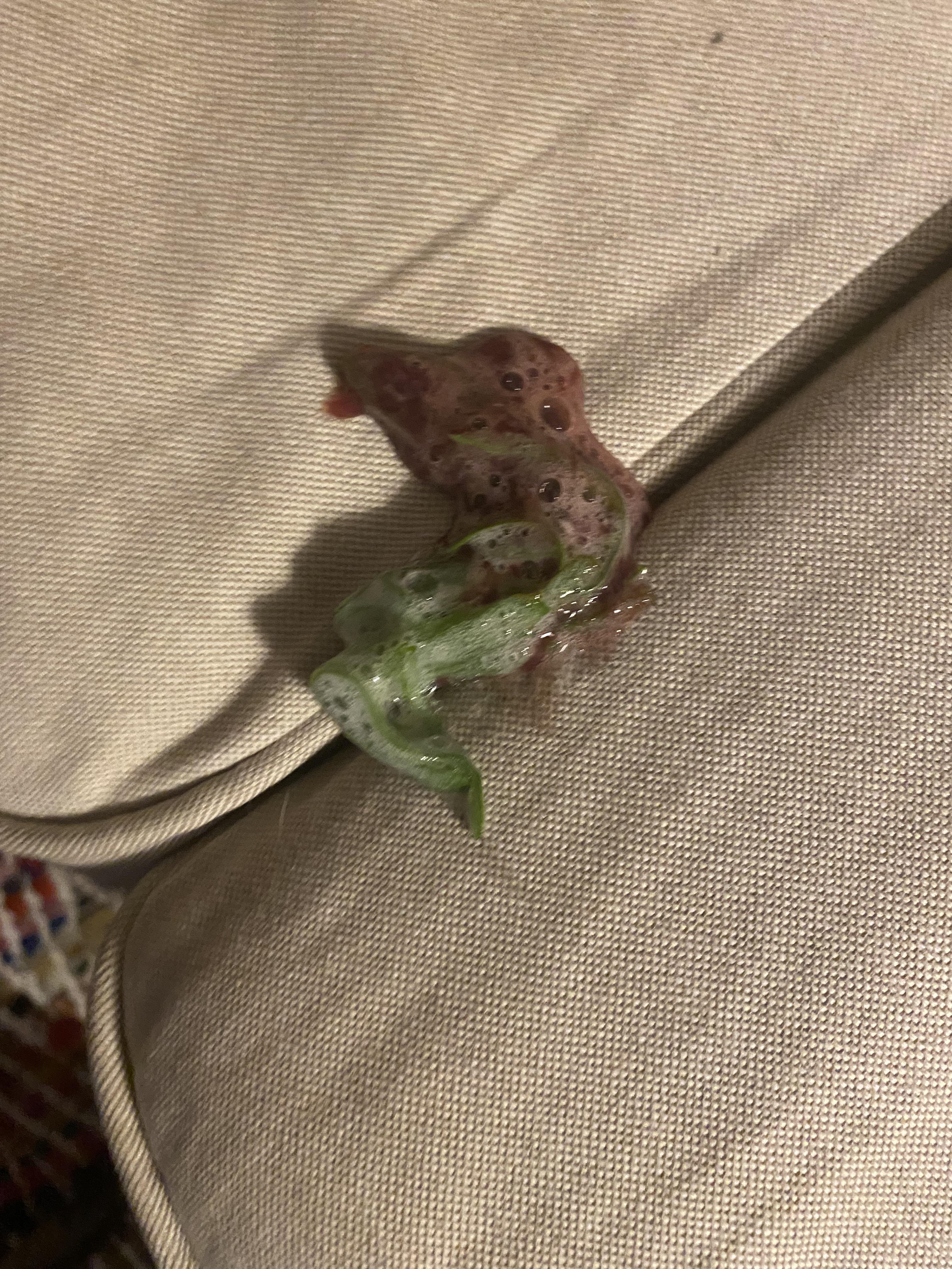 My dog threw up blood? Last night my dog was outside for a while. When she got in the house she