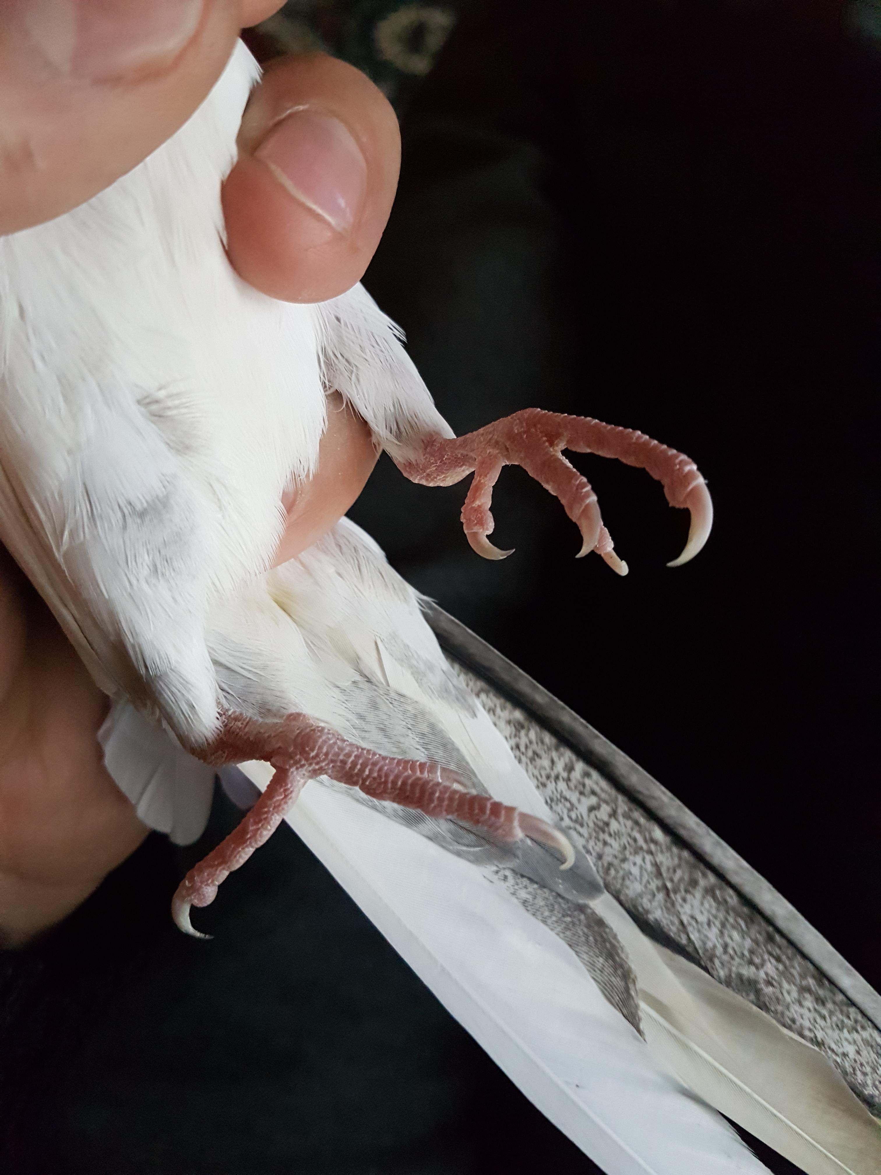 Nail trim? r/cockatiel