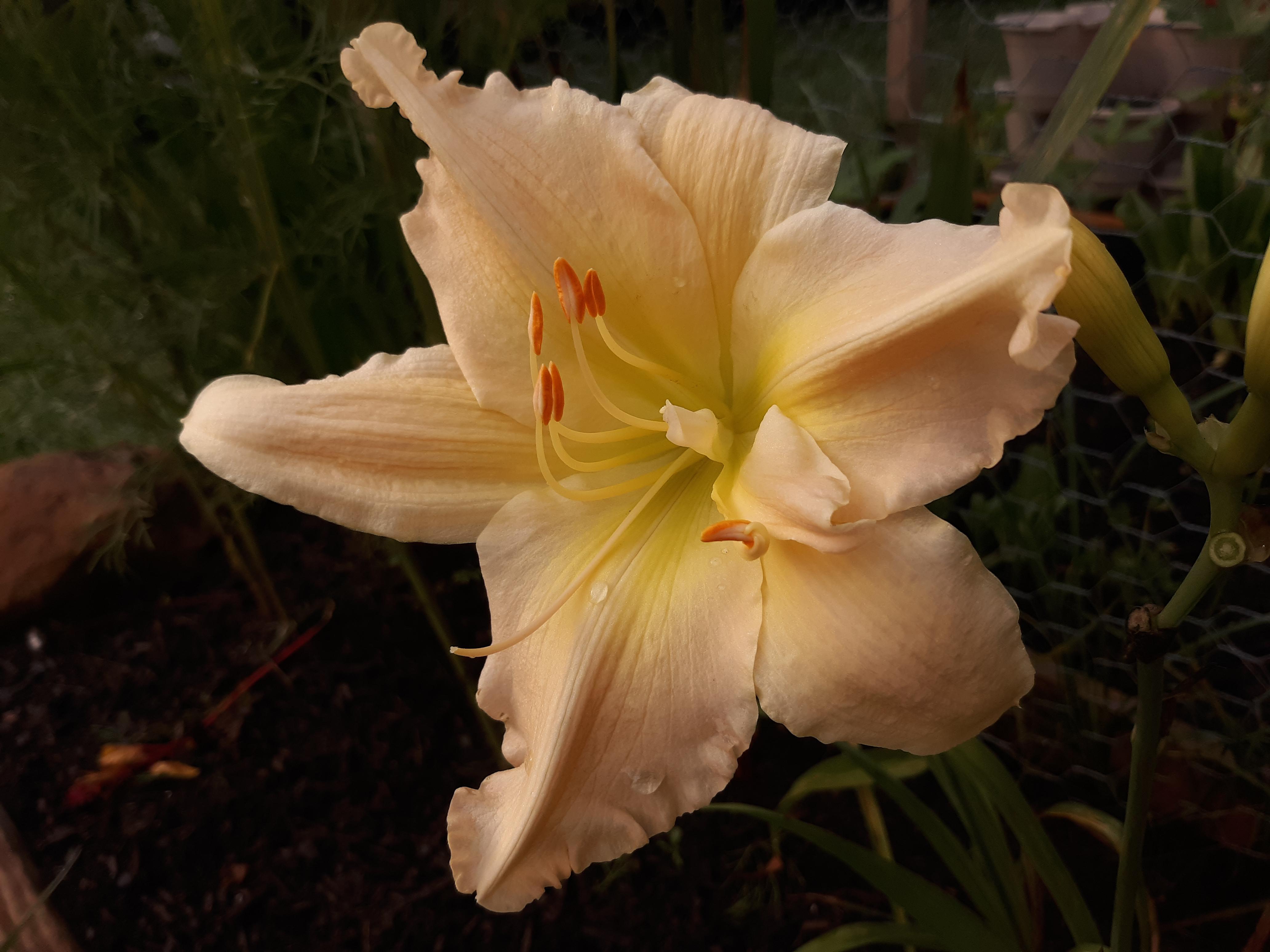 Early morning daylily bloom from my only flowering daylily plant this