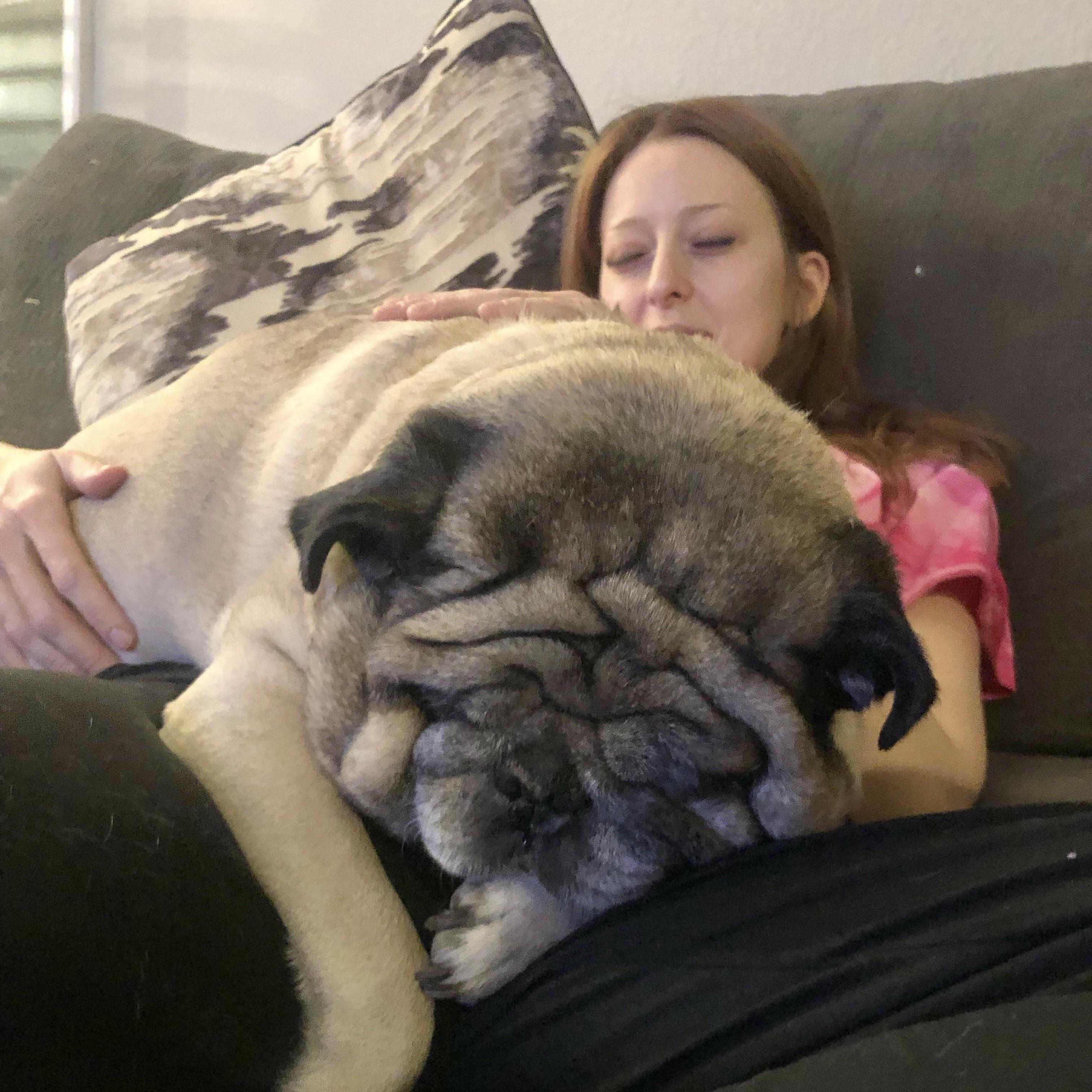 World’s Largest Pug? r/confusing_perspective