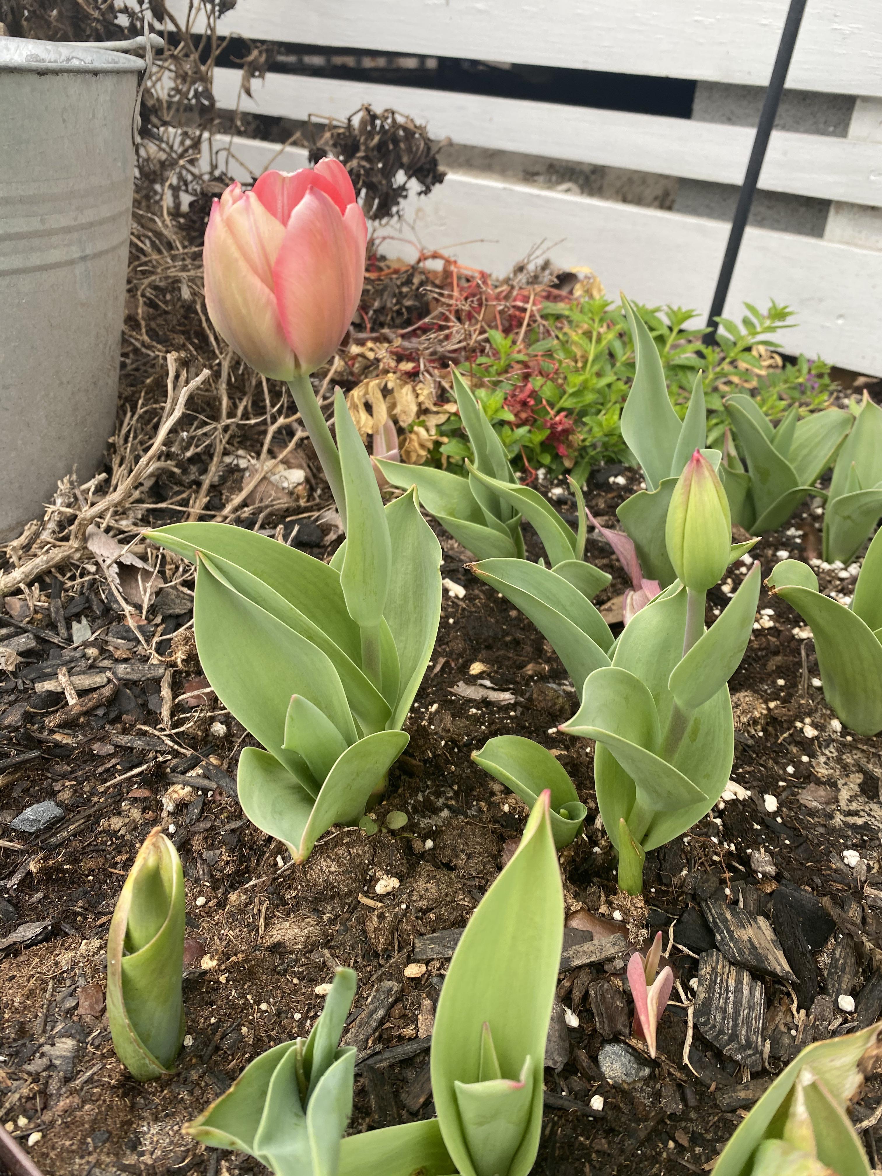 Tulip bulbs from Amsterdam survived the winter freeze and are starting