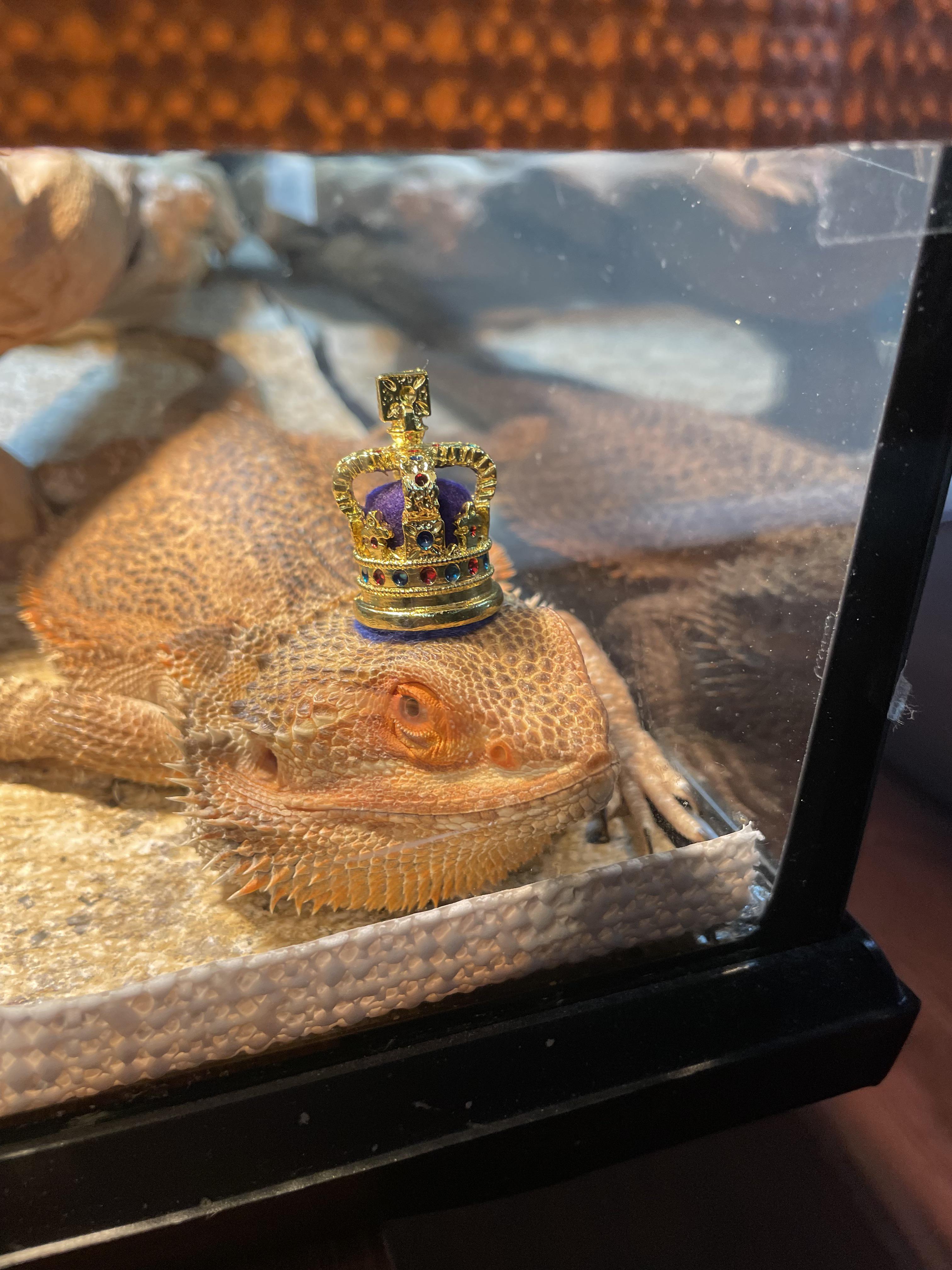 King Boomer r/BeardedDragons