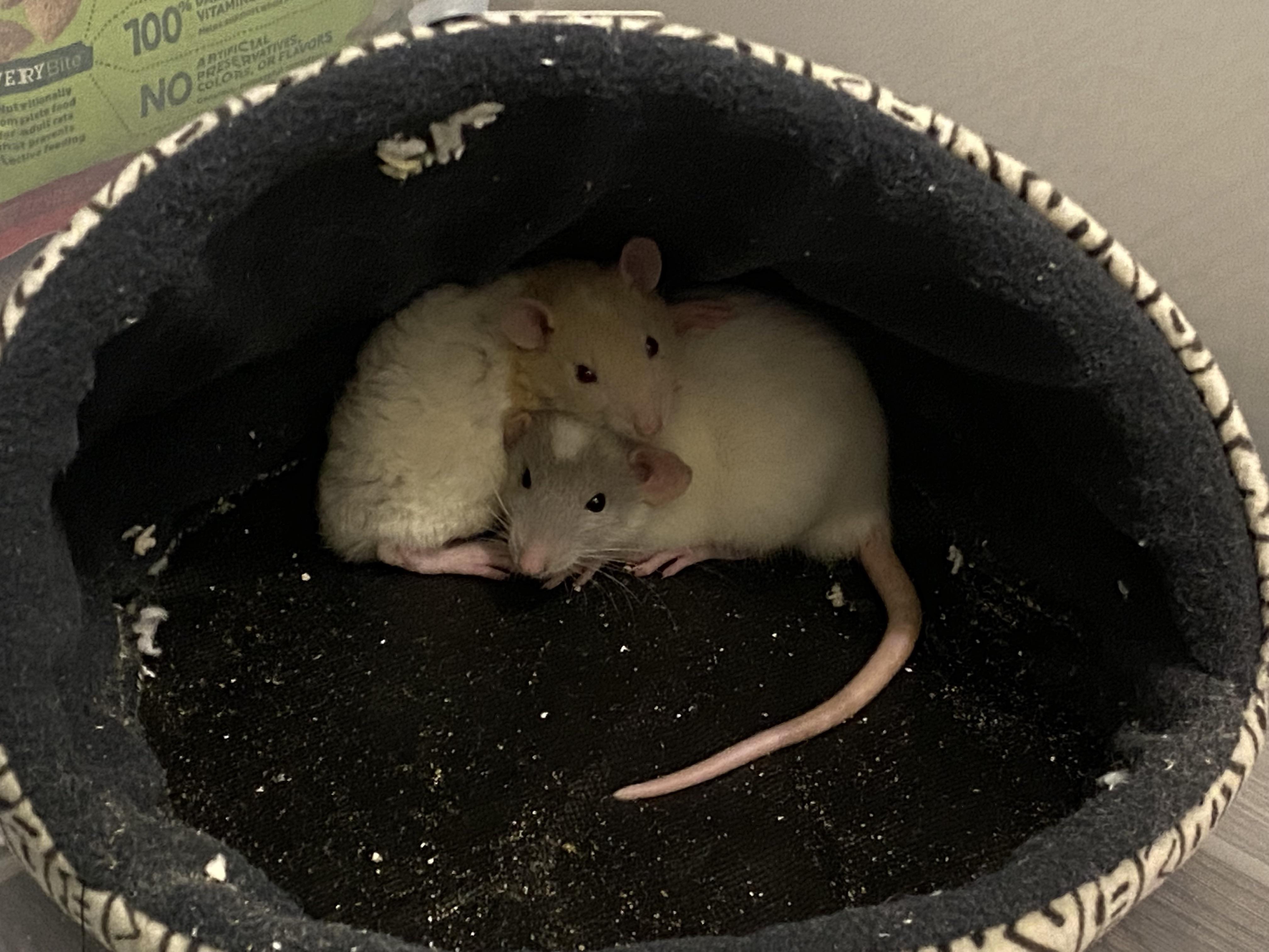 My rats seem like fighting each other but they still sleep together