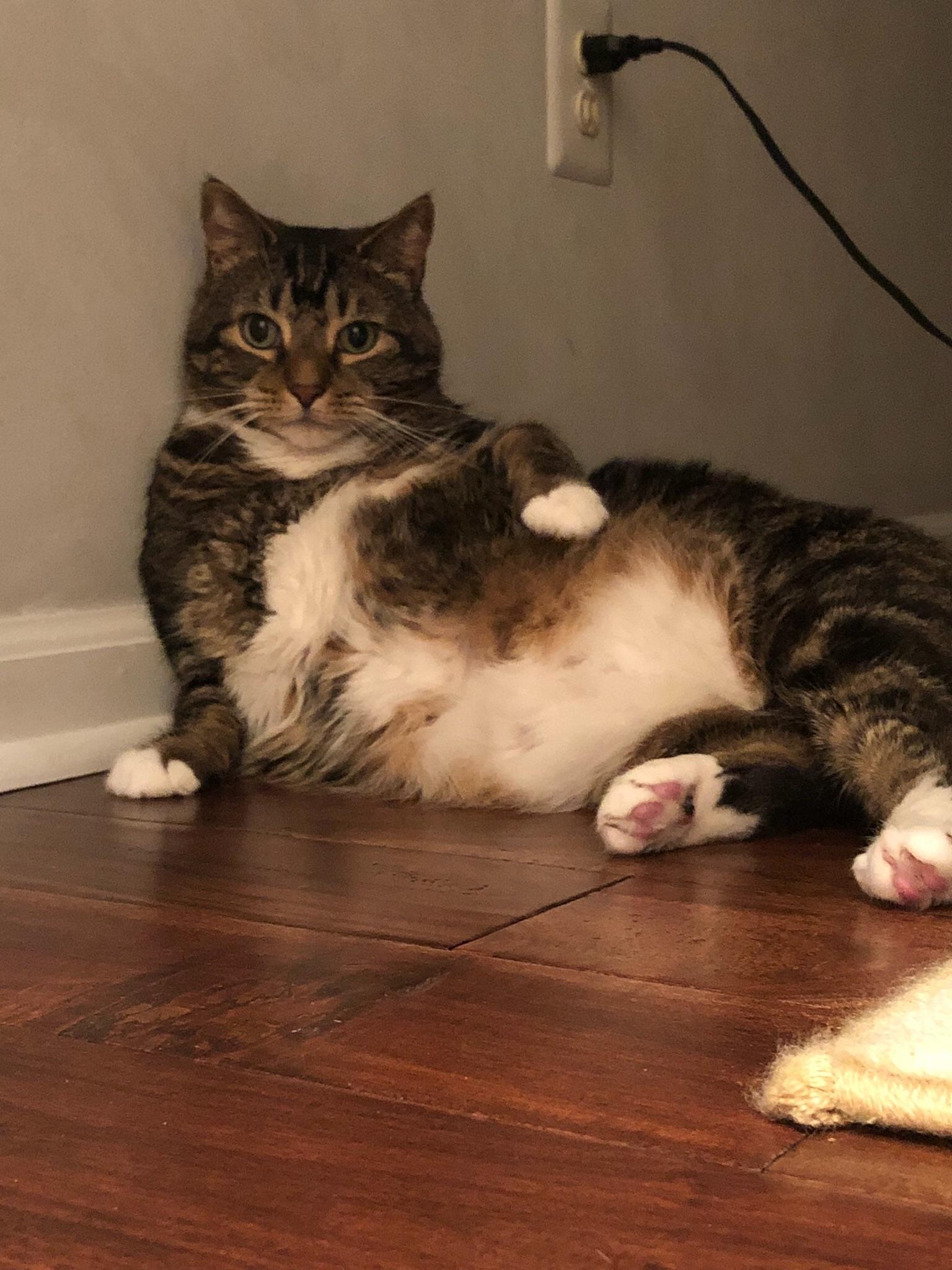 My boyfriend’s cat regularly lays like this. r/AbsoluteUnits
