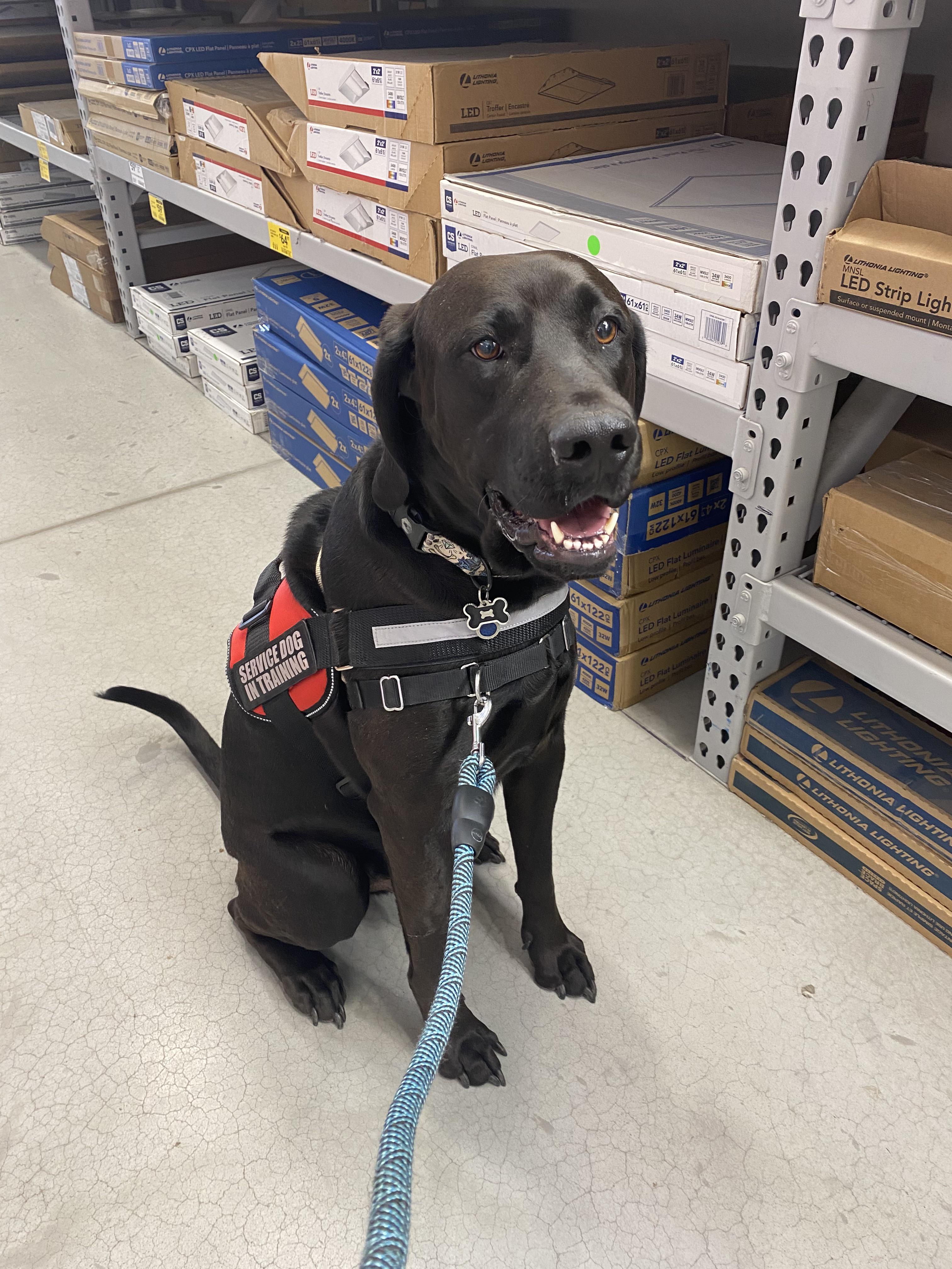 Hope this okay to post here took Tyson, my service dog in training to